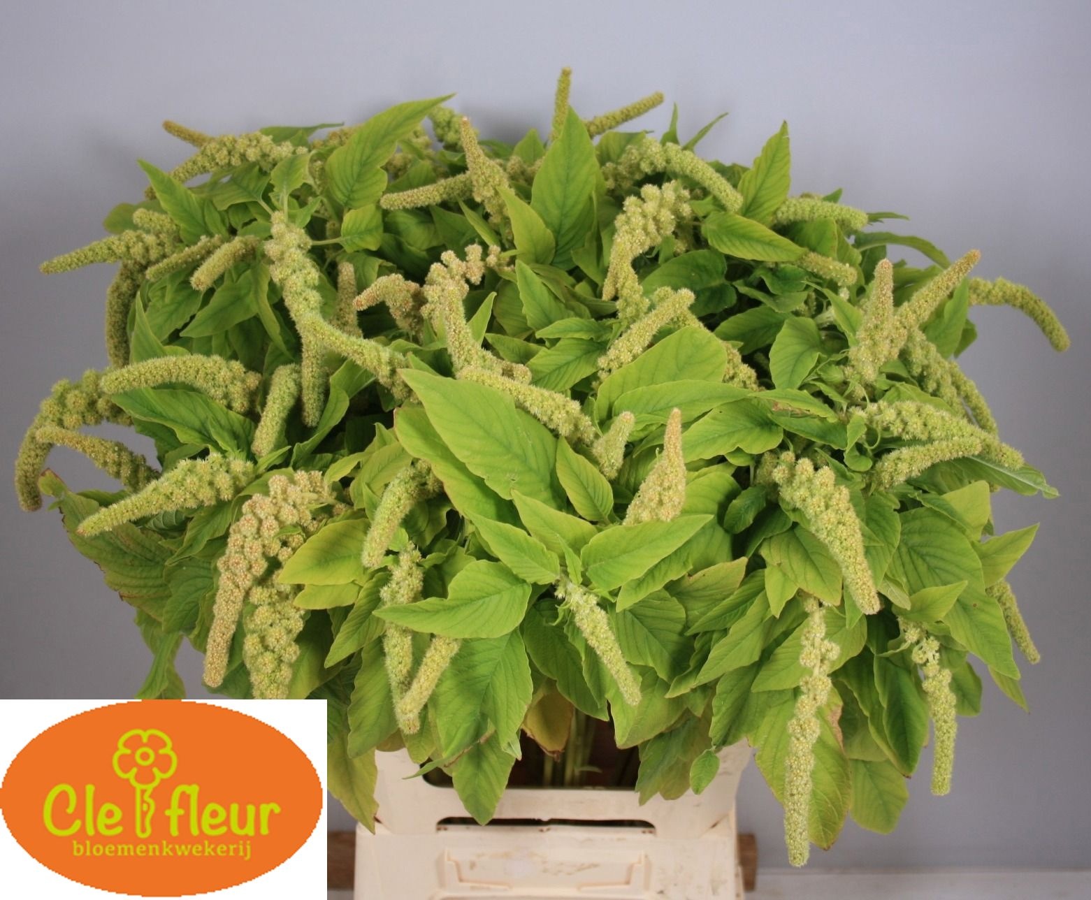 Amaranthus Hang Viridis 60cm