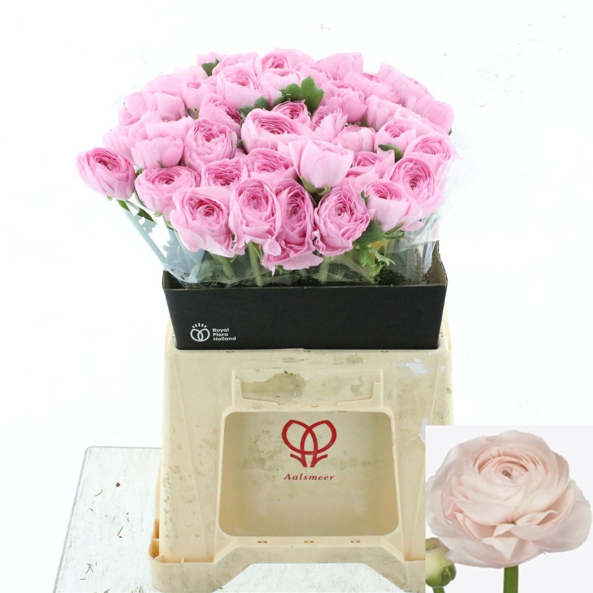 Ranunculus Success Hanoi 40cm