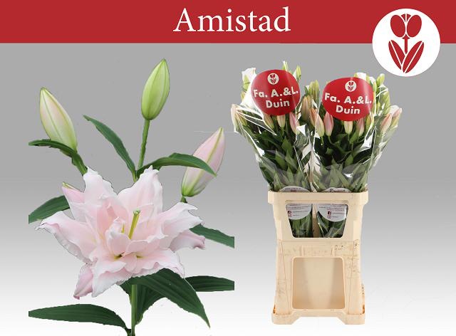 Li Or Du Amistad