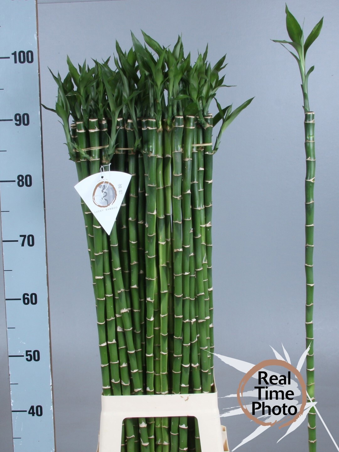Drac S Lucky Bamboo