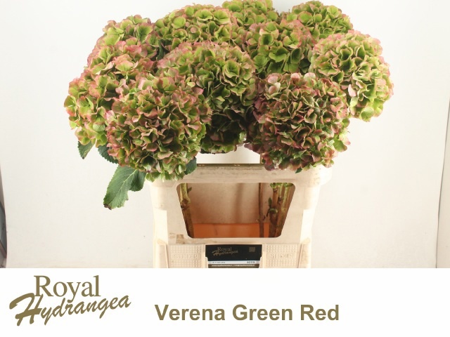 Hydrangea Verena Classic Pink 80cm 24Ø