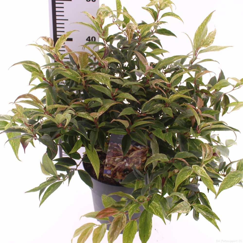 Picture of Leucothoe walteri 'Rainbow'