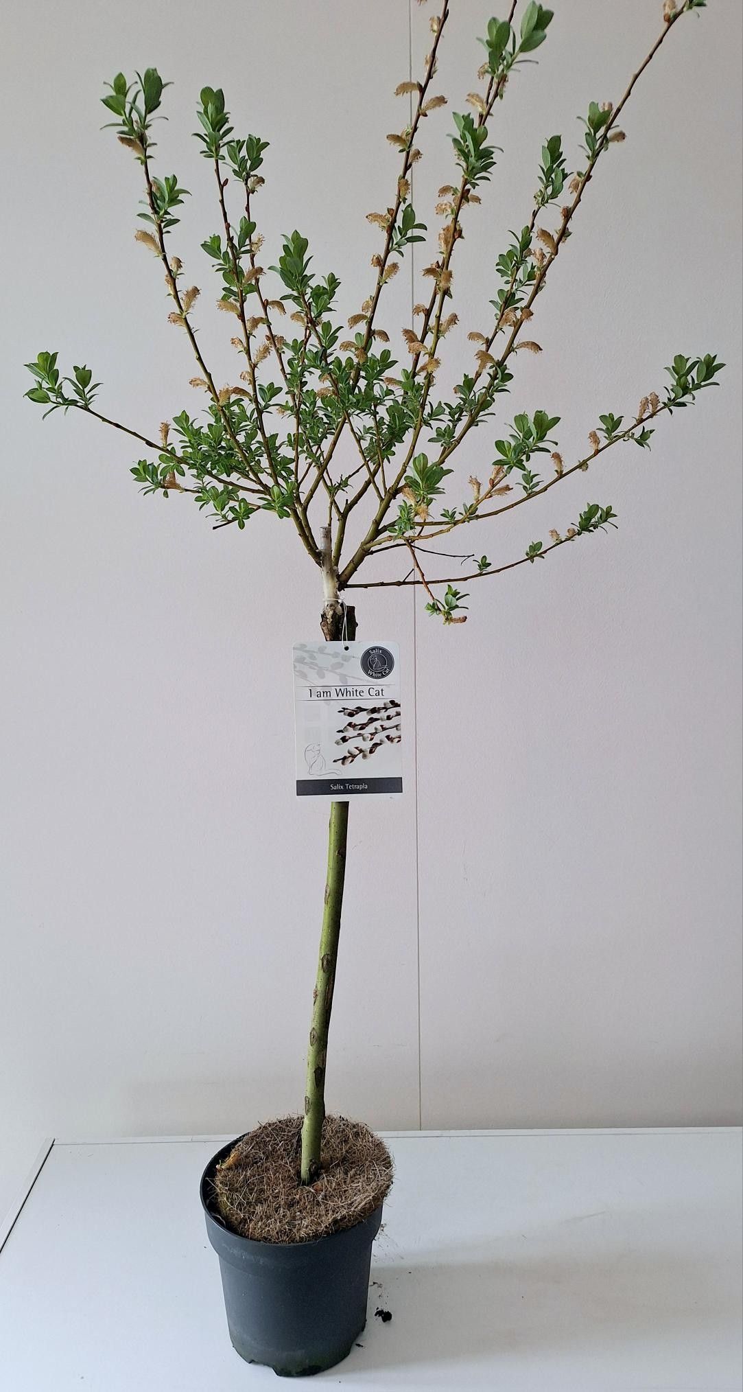 Picture of Salix Tetrapla stam 60