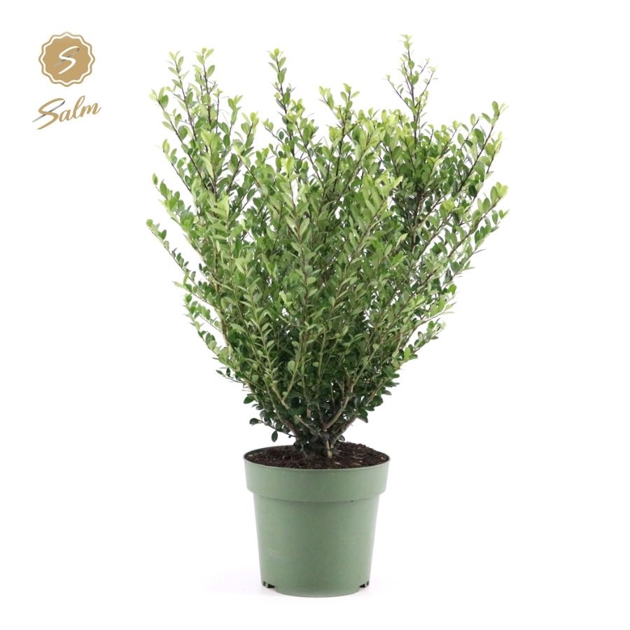 Picture of Ilex crenata Jenny P21 (4 Ltr) BUSH (LOOSE)