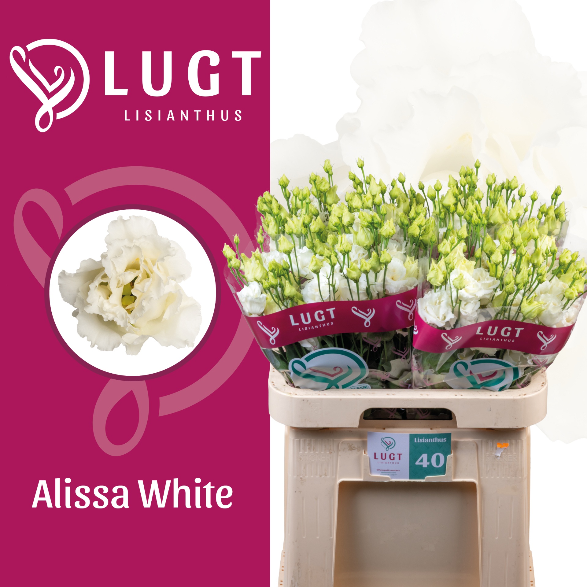Eus G Alissa White