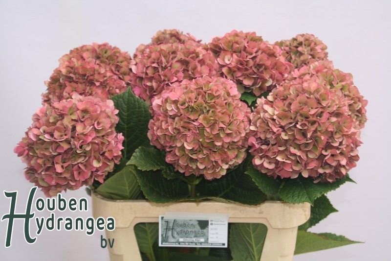 Hydrangea Glowing Alps Classic 80cm 21Ø