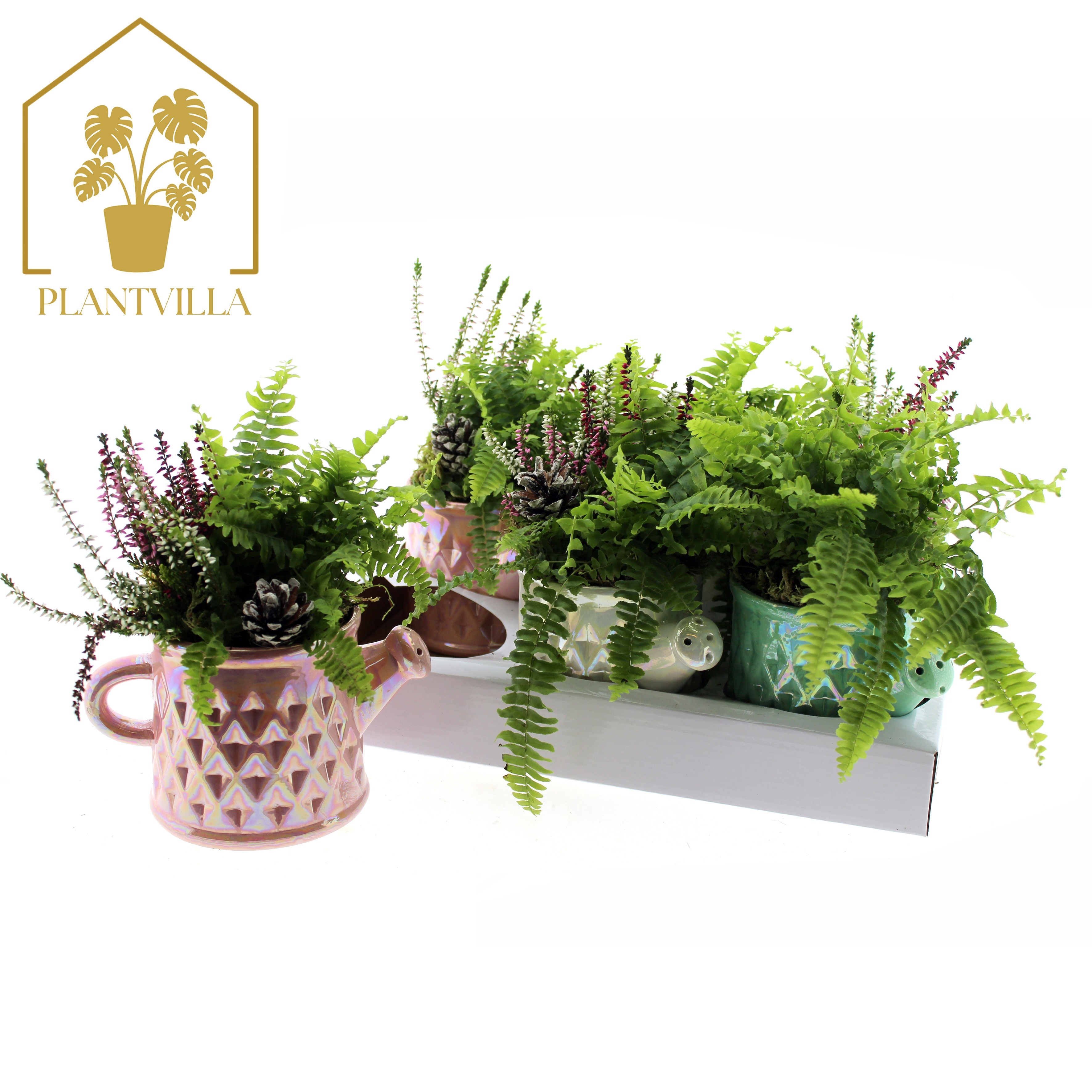 Arr Tuinplanten 12P 25cm 12bloei