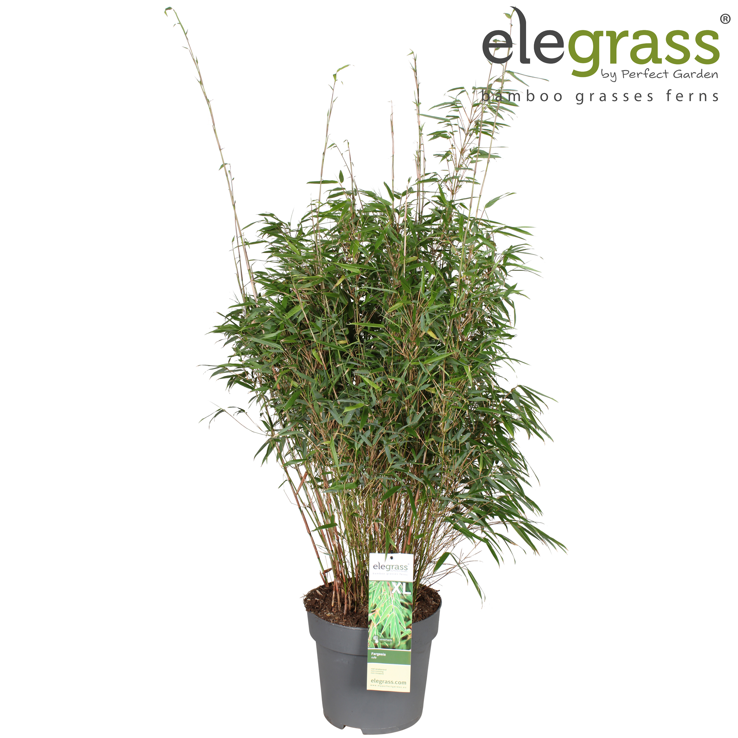 Picture of Fargesia rufa P29