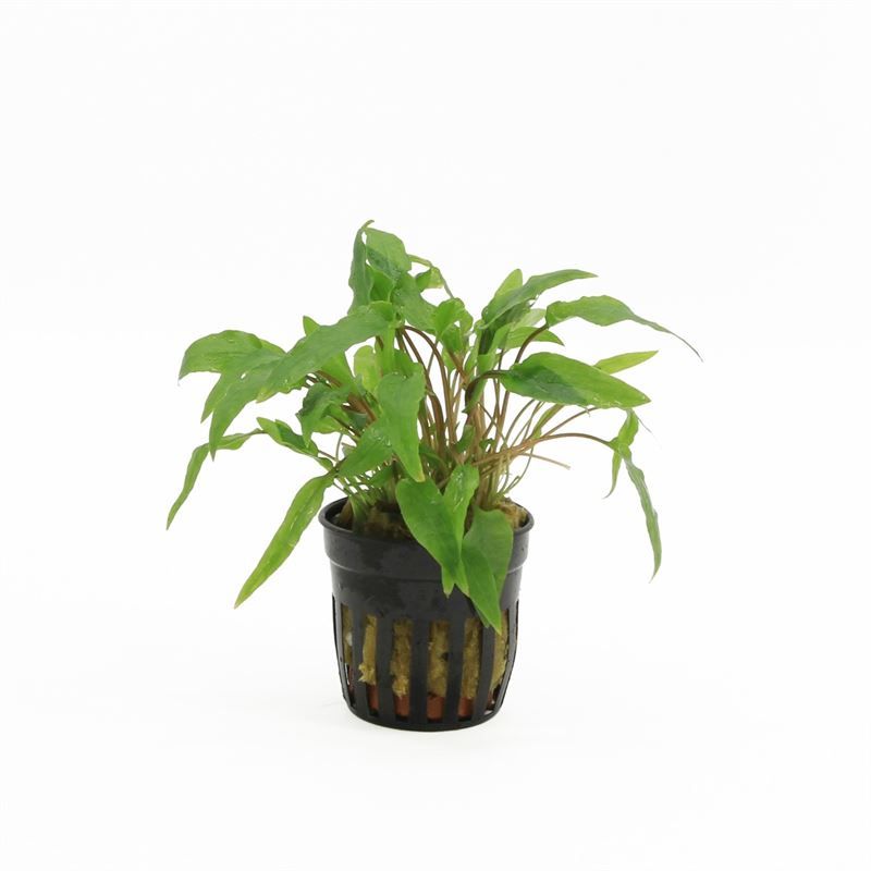 Cryptocoryne wendtii groen