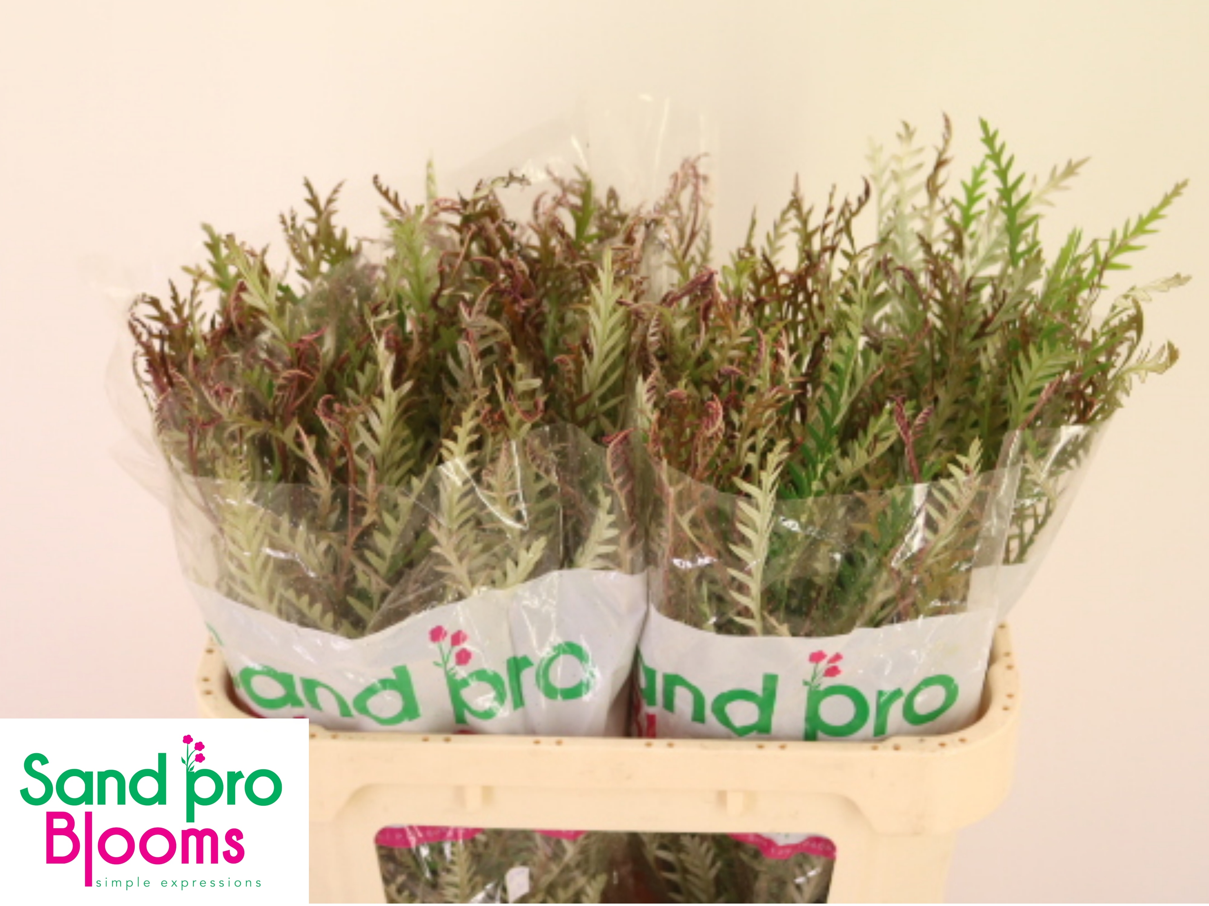 Grevillea Ivanhoe Bronze 70cm