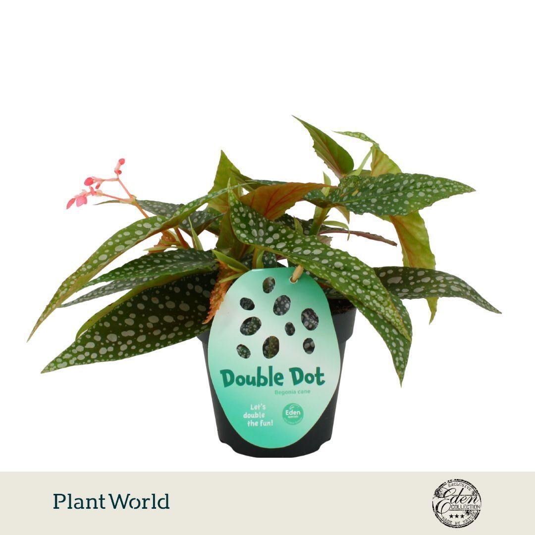 Begonia cane Double Dot