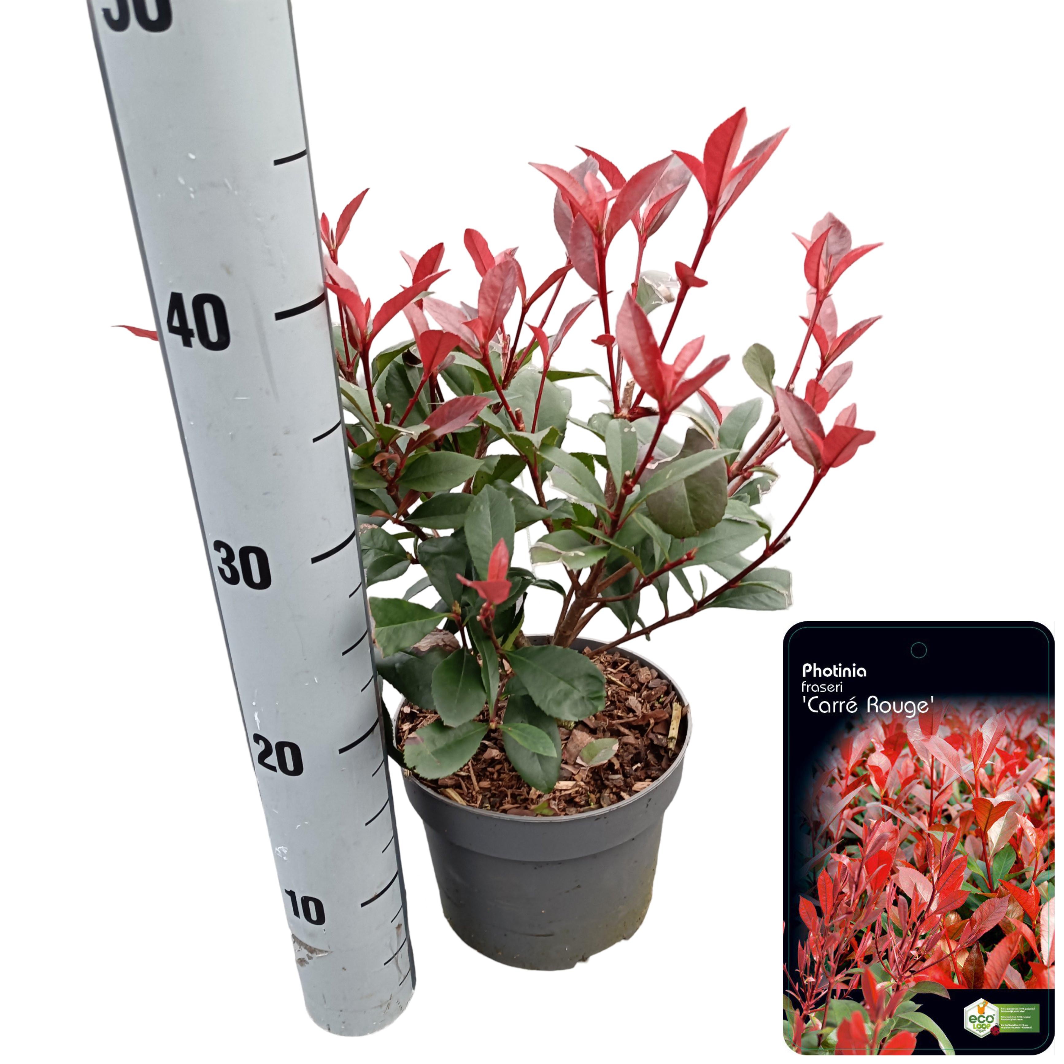 Picture of Photinia fraseri 'Carré Rouge' C2