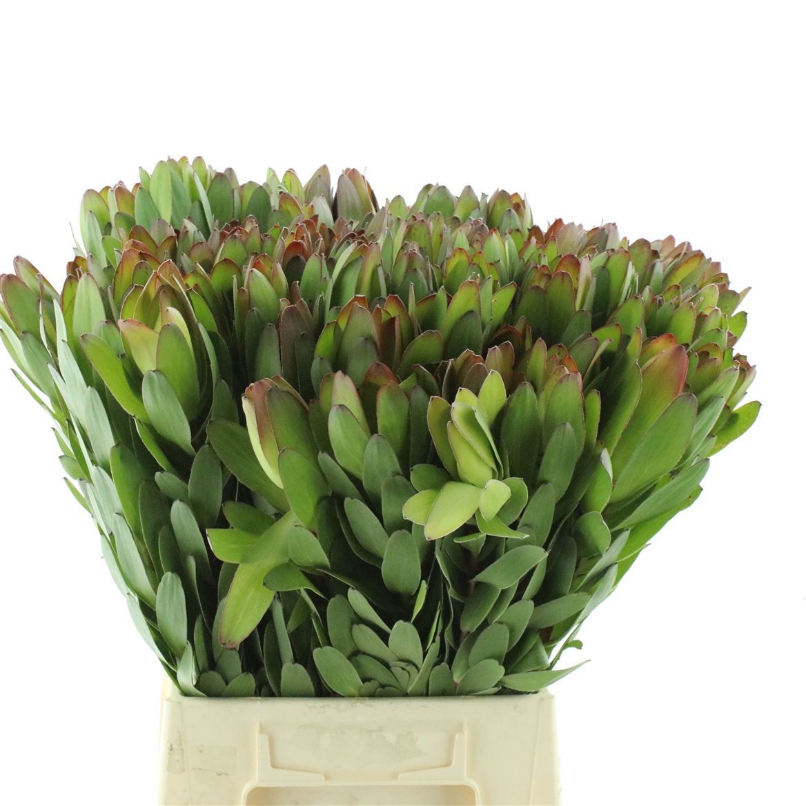 Leucadendron Goldstrike 50cm