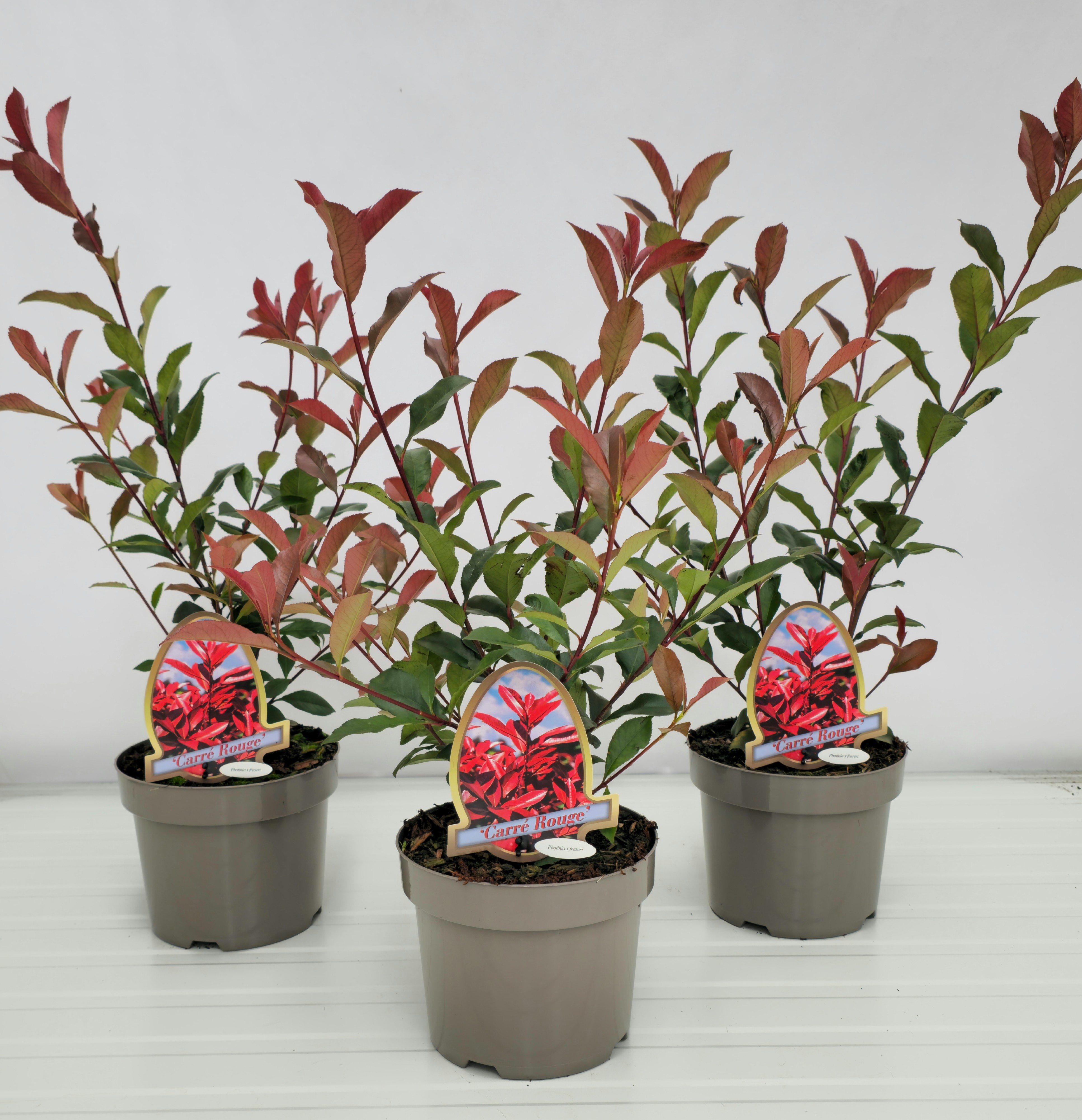 Picture of Photinia fraseri 'Carré Rouge'