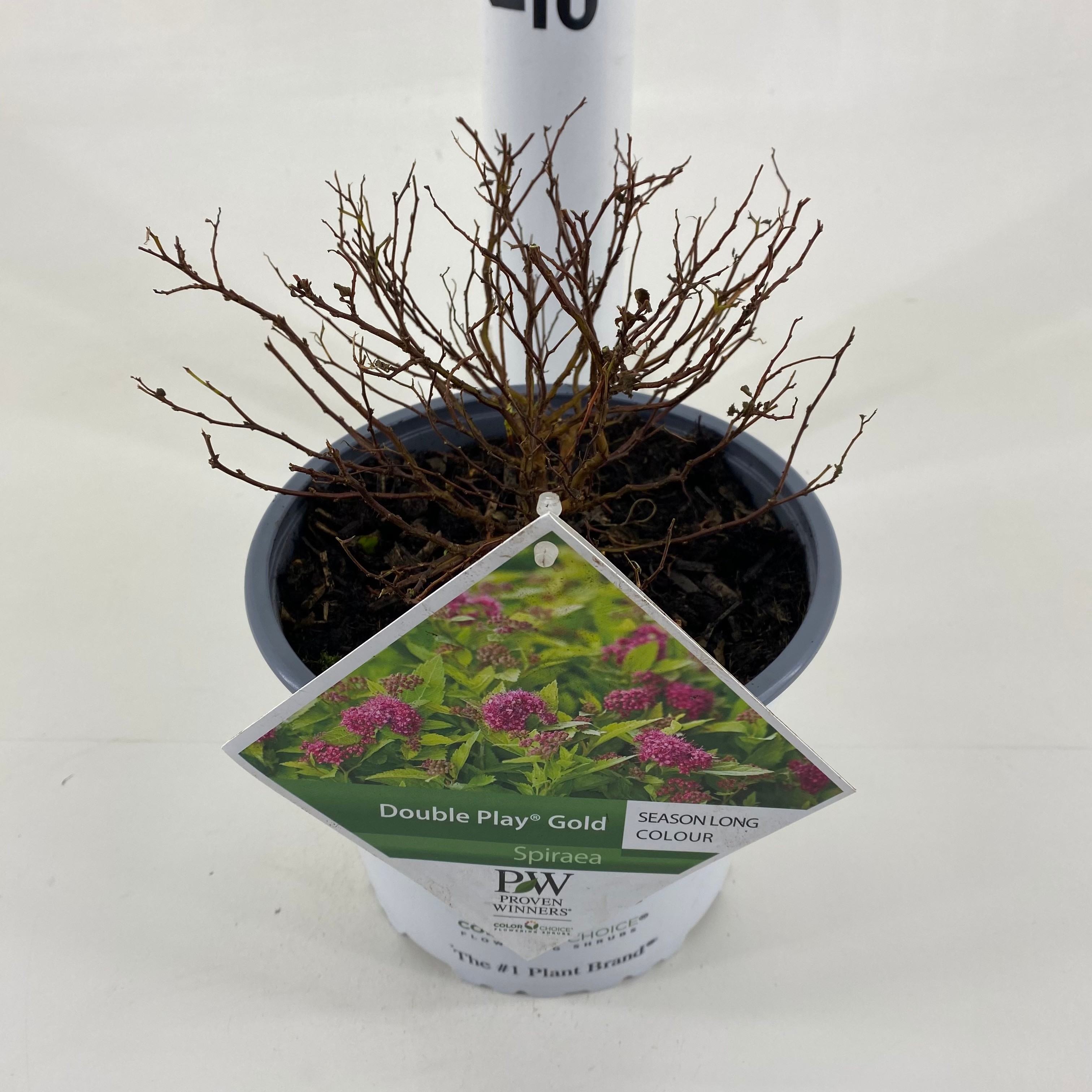 Picture of Spiraea Double Play ® Gold P19 (3 Ltr) (LOOSE)