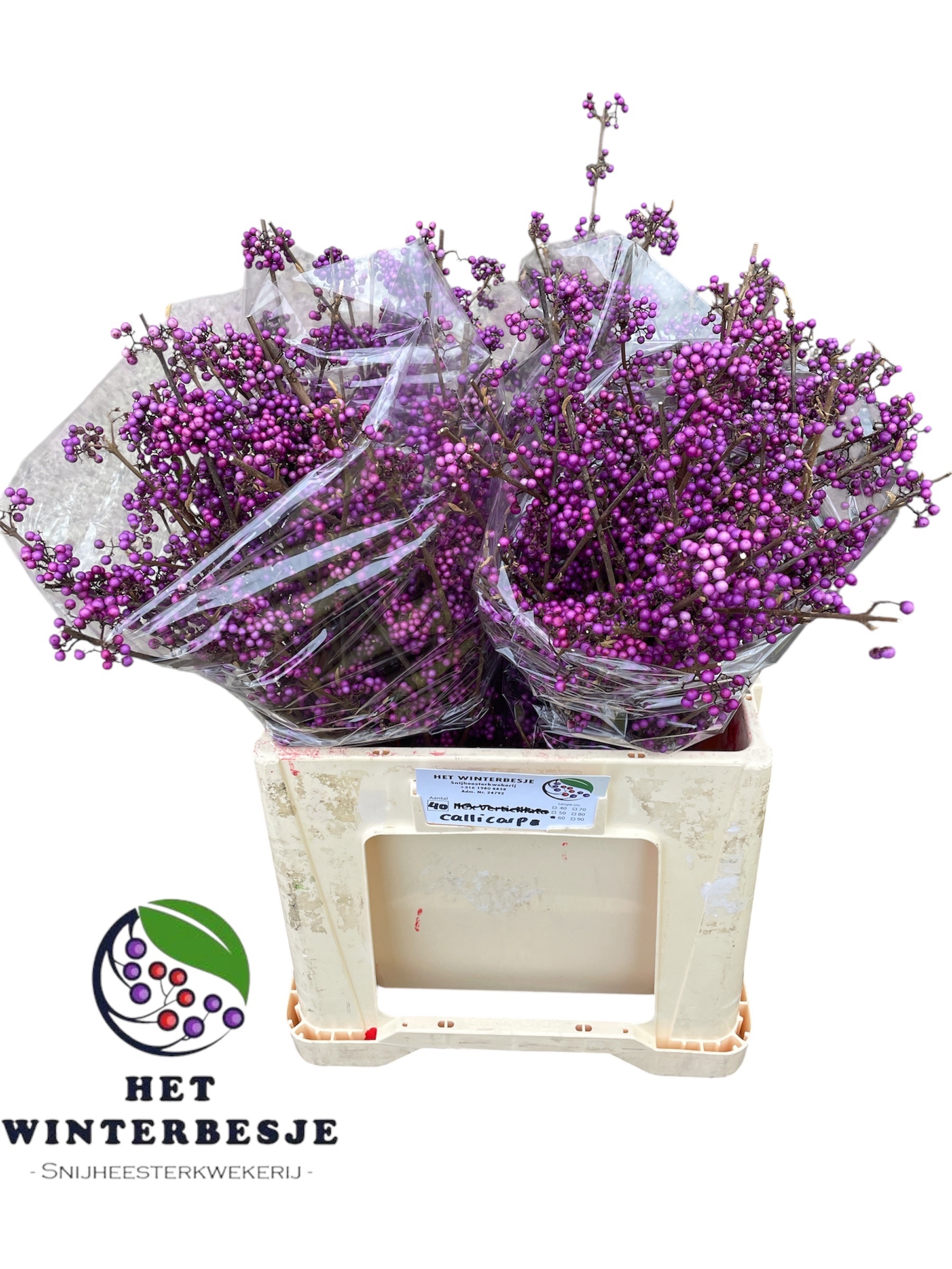 Callicarpa Bod Giraldi(imp) 60cm