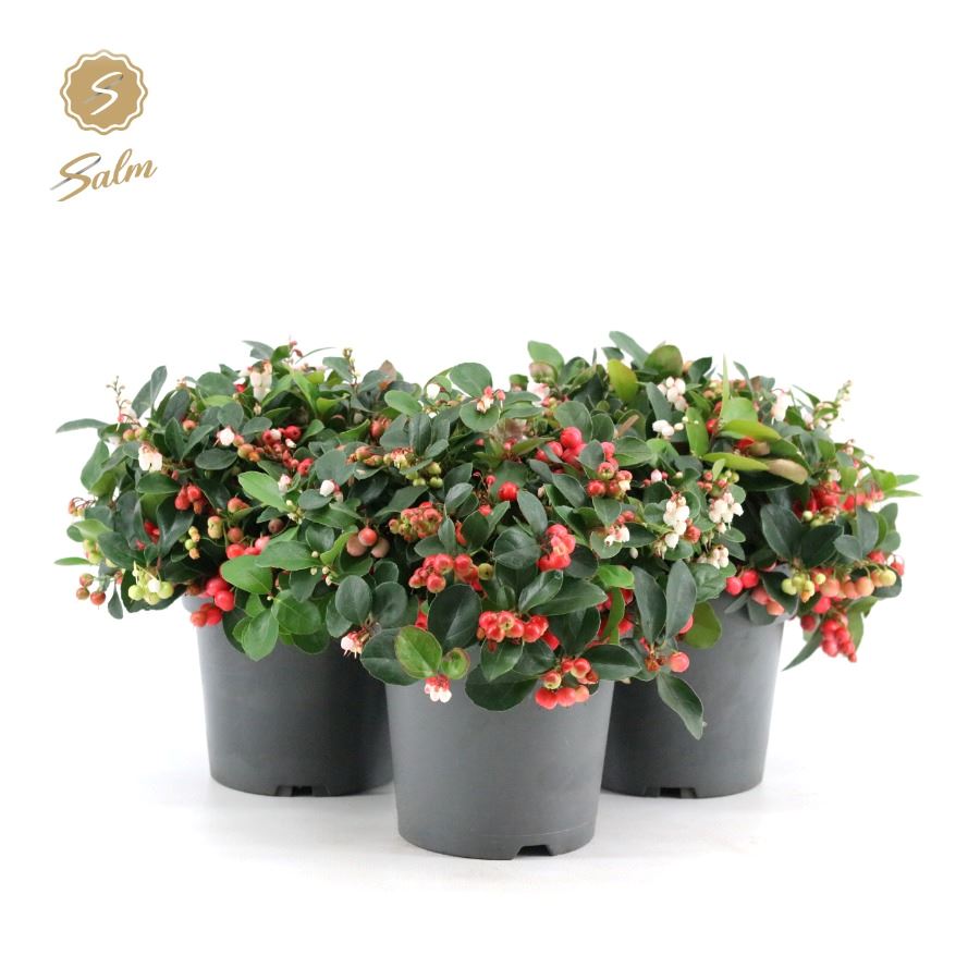 Picture of Gaultheria pr. Big Berry P15