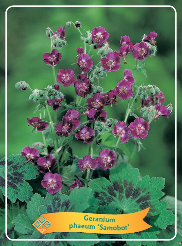 Picture of Geranium Mix 6x10 srt. per shelve P11