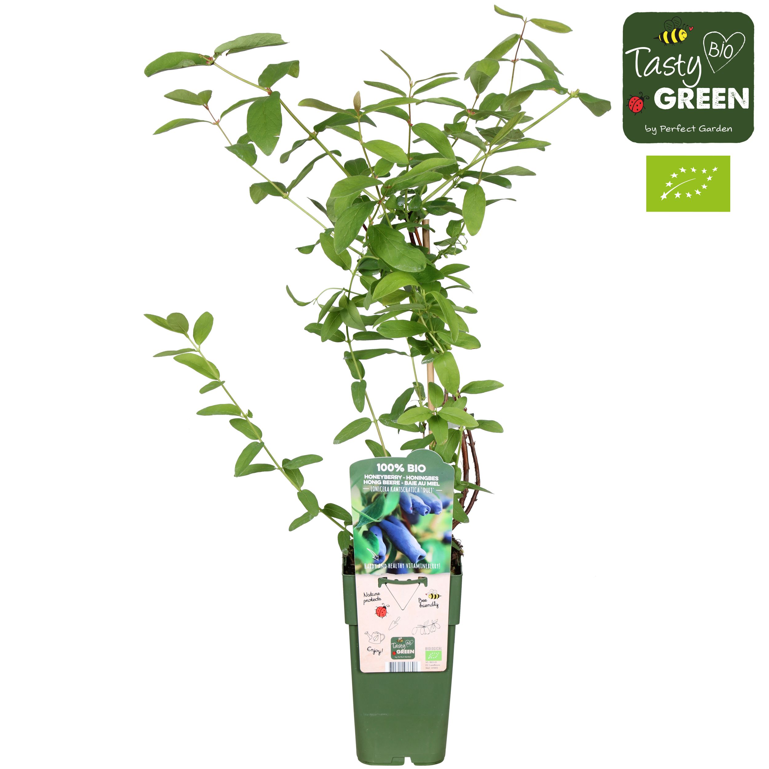 Lonicera kamtschatica 'Duet' Bio P15 | OZ Planten