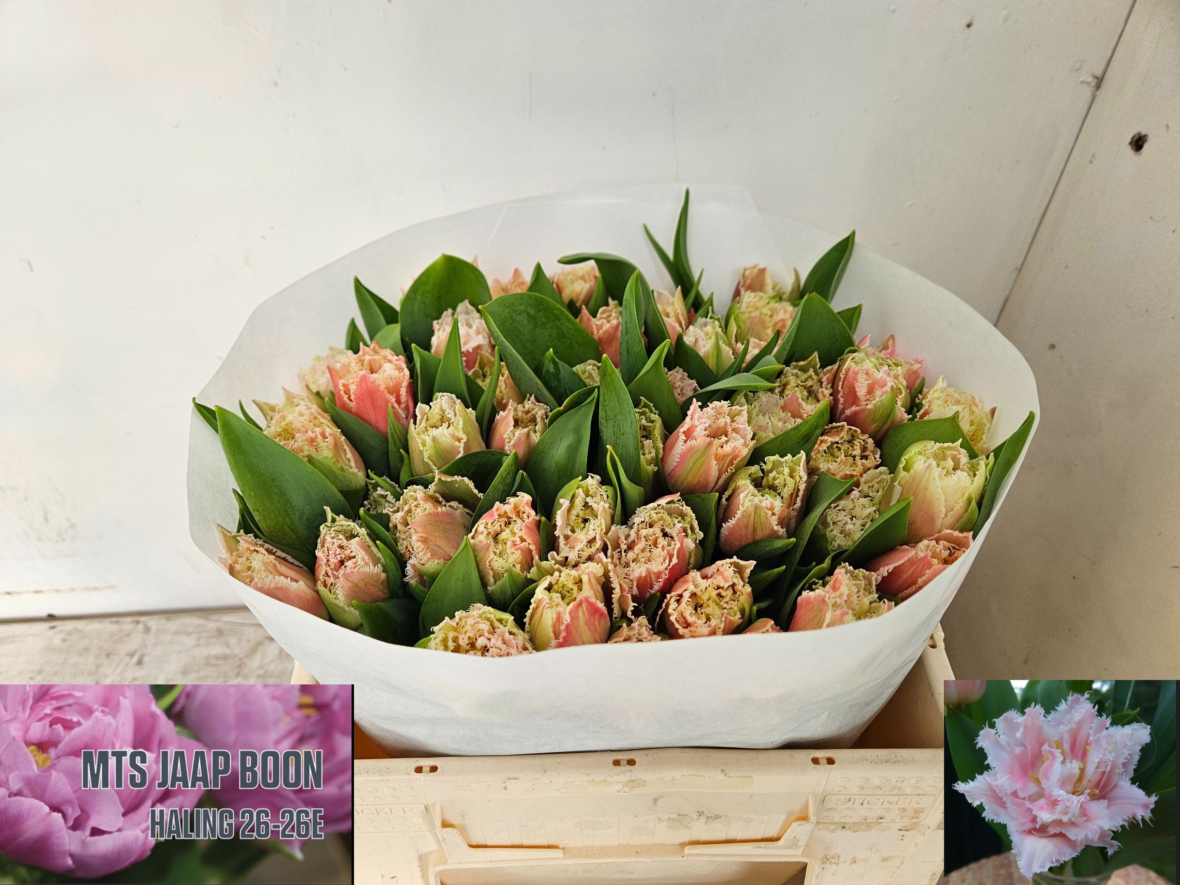 Tulipa Frilled Queensland 35cm 34gram