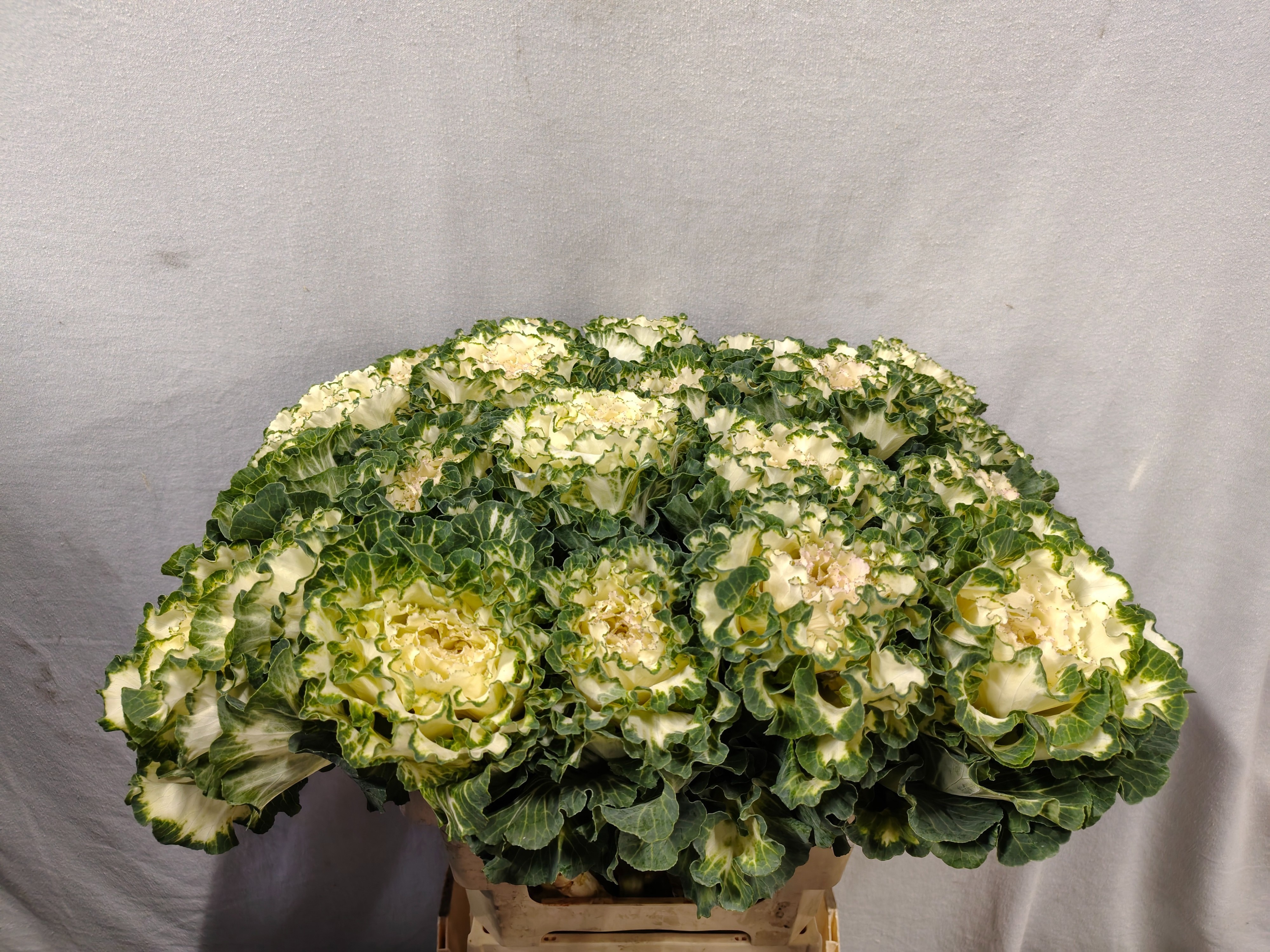 Brassica White Lady 60cm