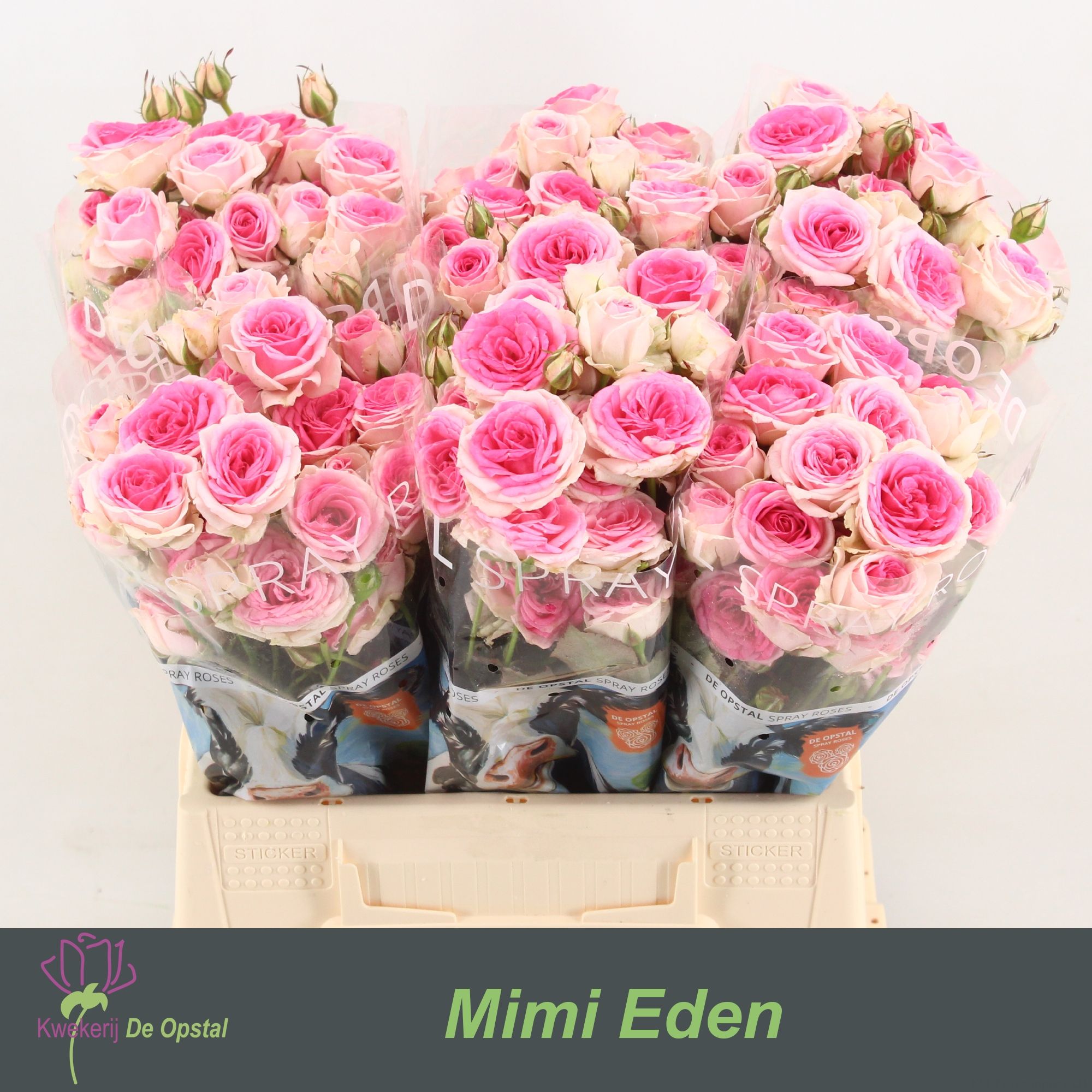 R Tr Mimi Eden
