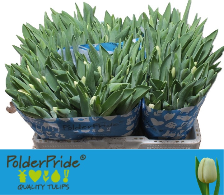 Tulipa Antarctica 40cm 39gram