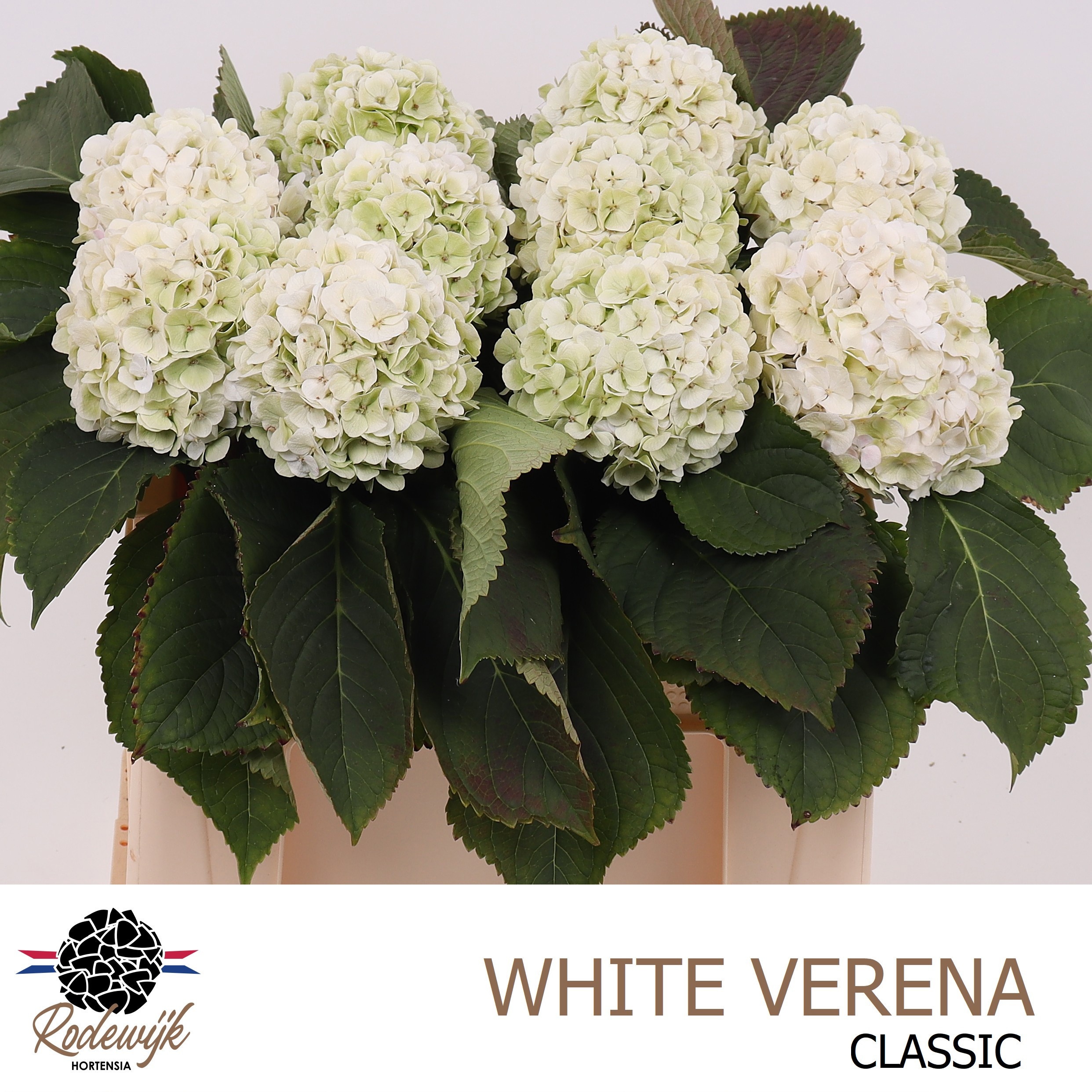 Hydrangea White Verena Classic 50cm 13Ø