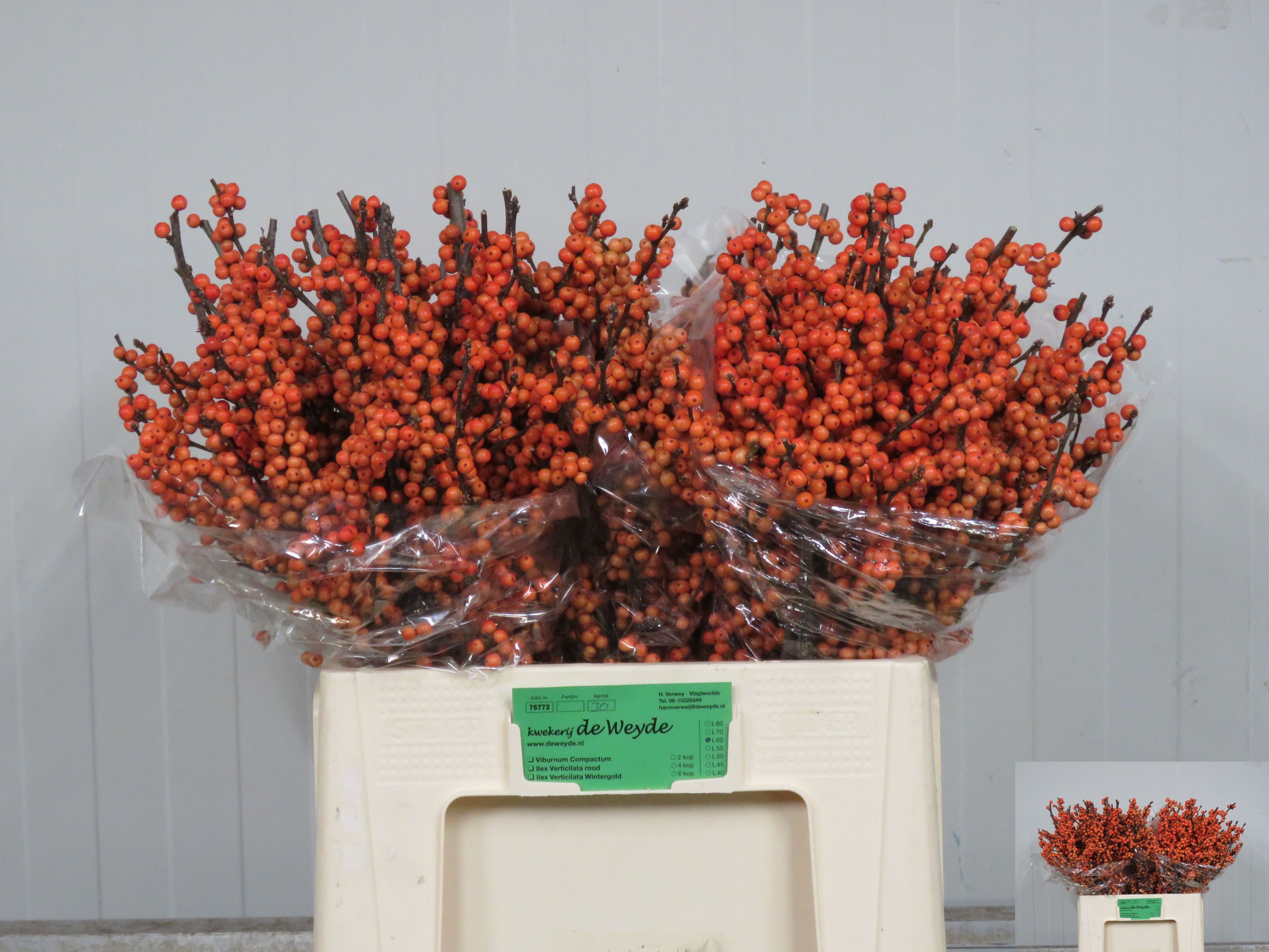 Ilex Winter Gold 60cm