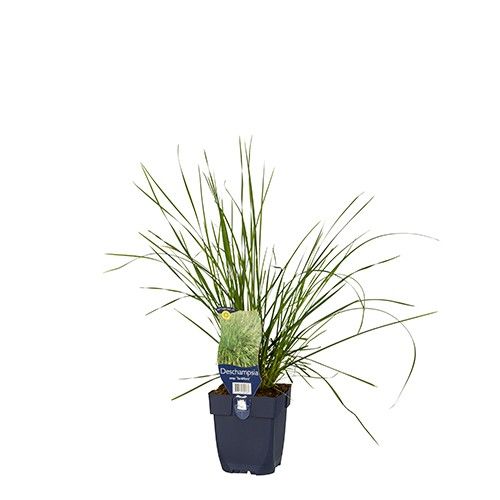 Deschampsia cespitosa 'Tardiflora'