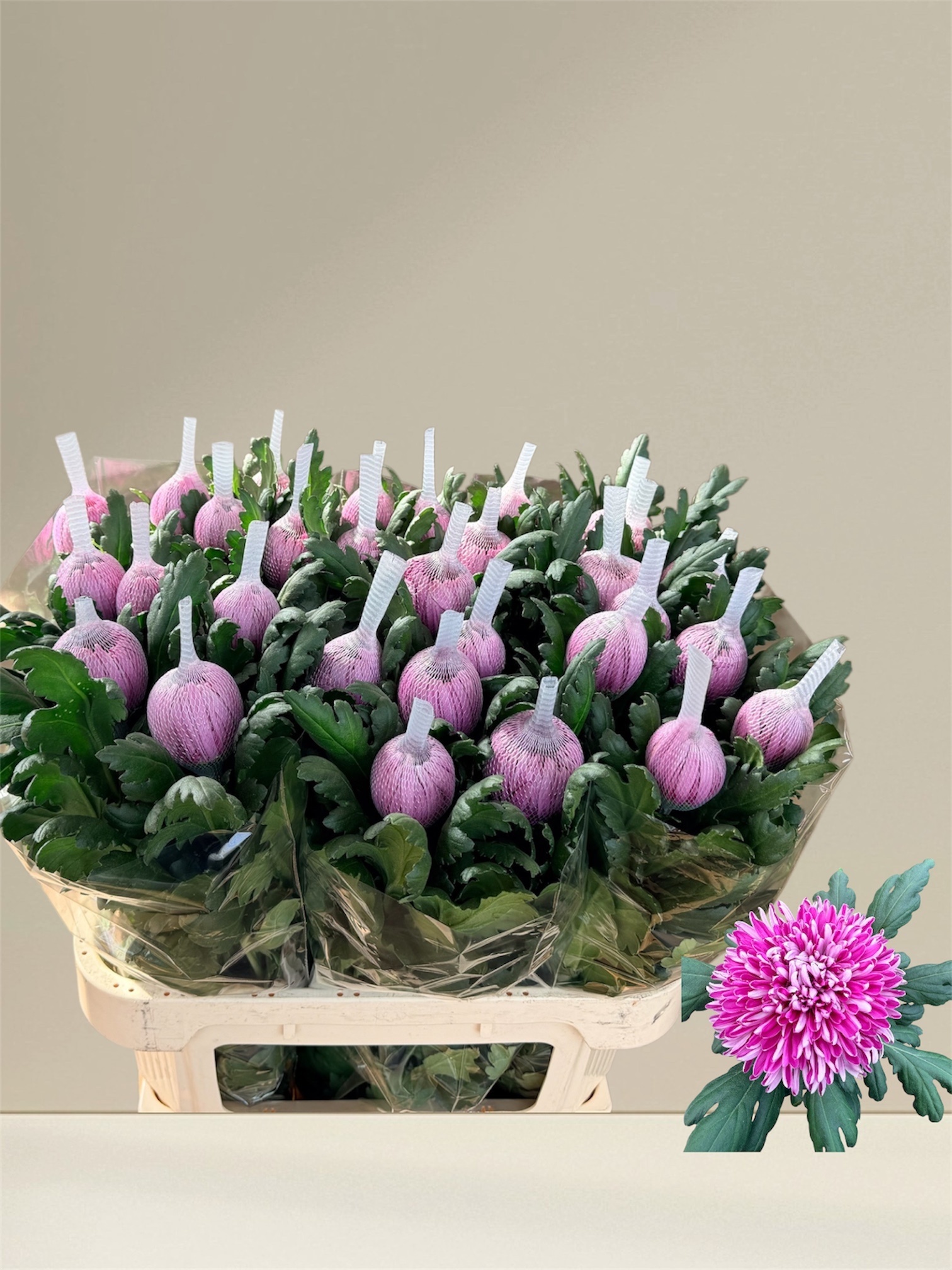 Chr G Hornbill Dark 80cm 120gram