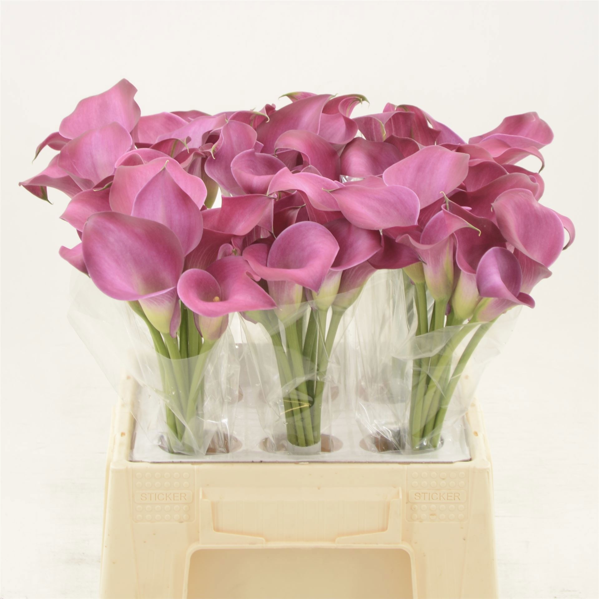 Calla Fantasia 40cm