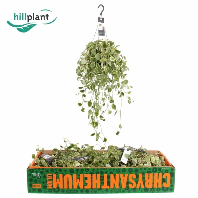 Pep Variegata 17P 40H
