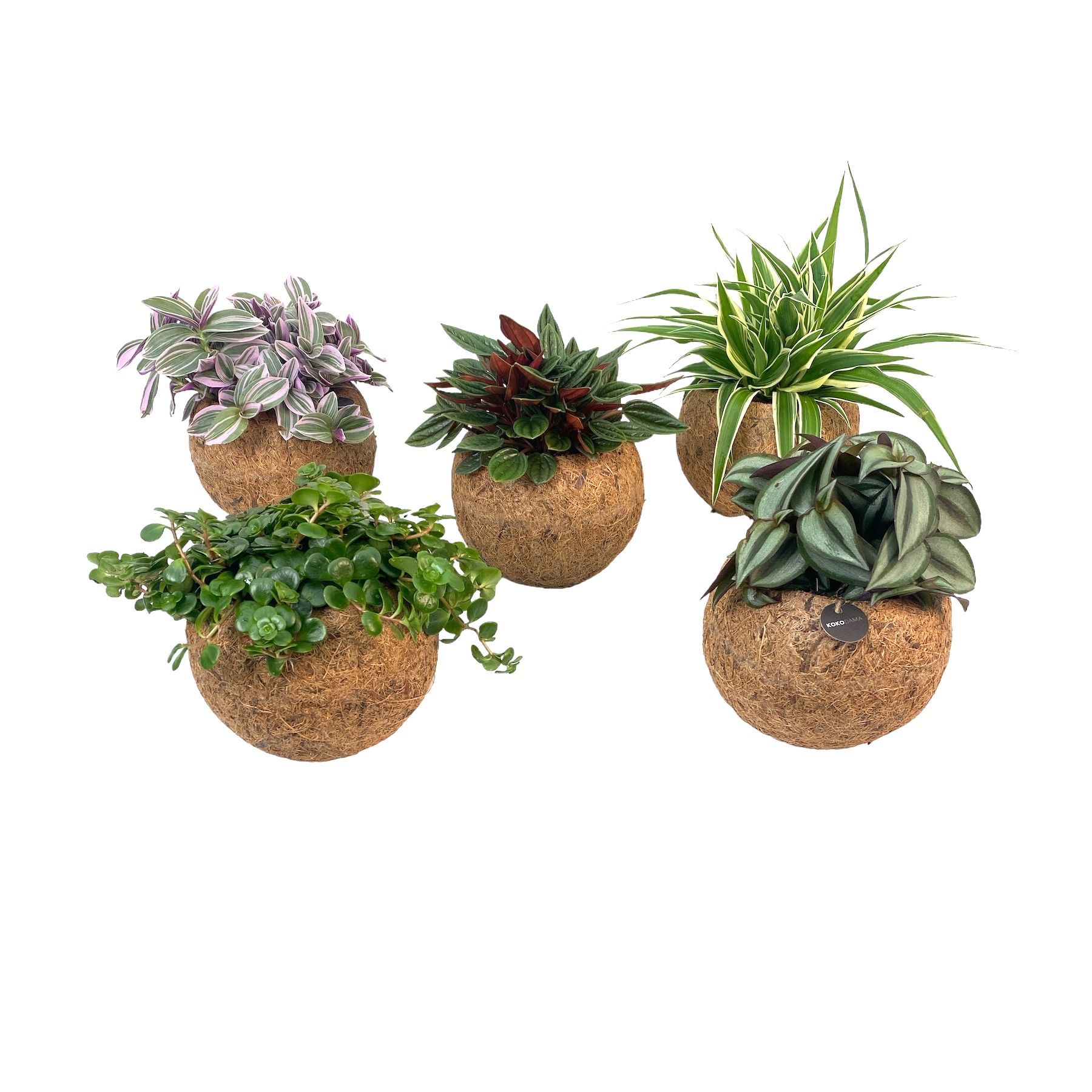 Green Plants Mix Liam Nature World 15Ø 25cm