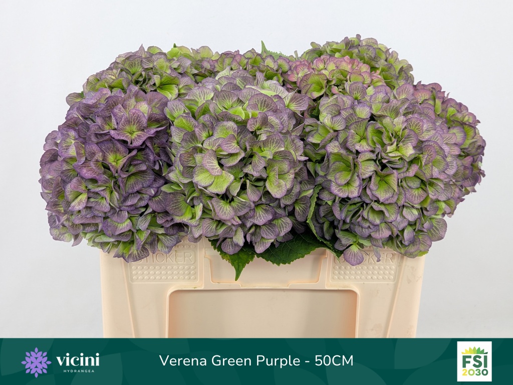 Hydrangea Verena Classic Blue 50cm 18Ø