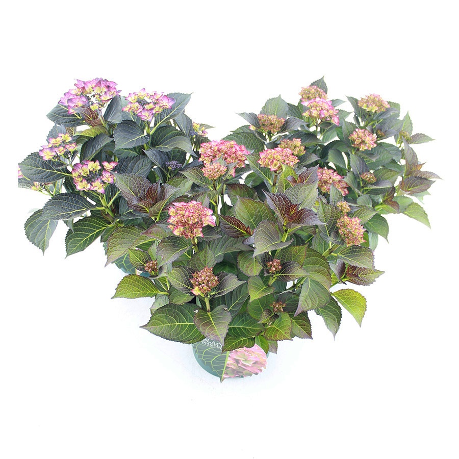 Picture of Hydrangea macr. Black Diamonds® MIX C5 (23cm.) Kn.