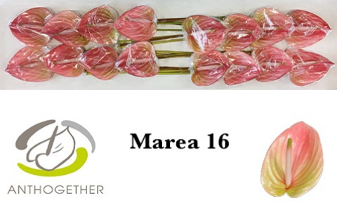 Anth A Marea