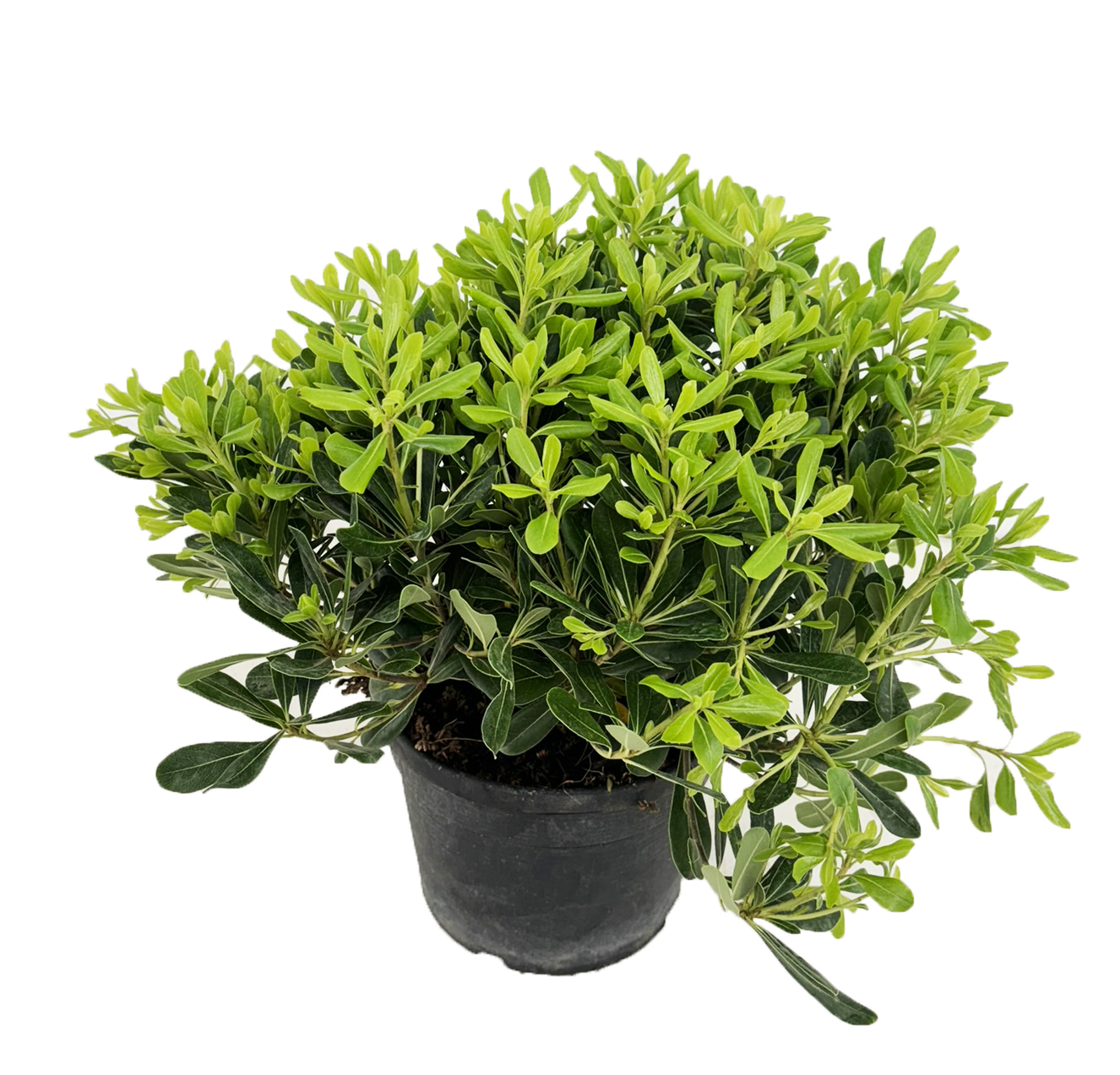 Picture of Pittosporum tobira nanum P19 (3 Ltr)