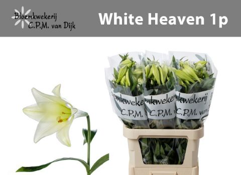 Lilium Lo White Heaven 80cm 2/4bl