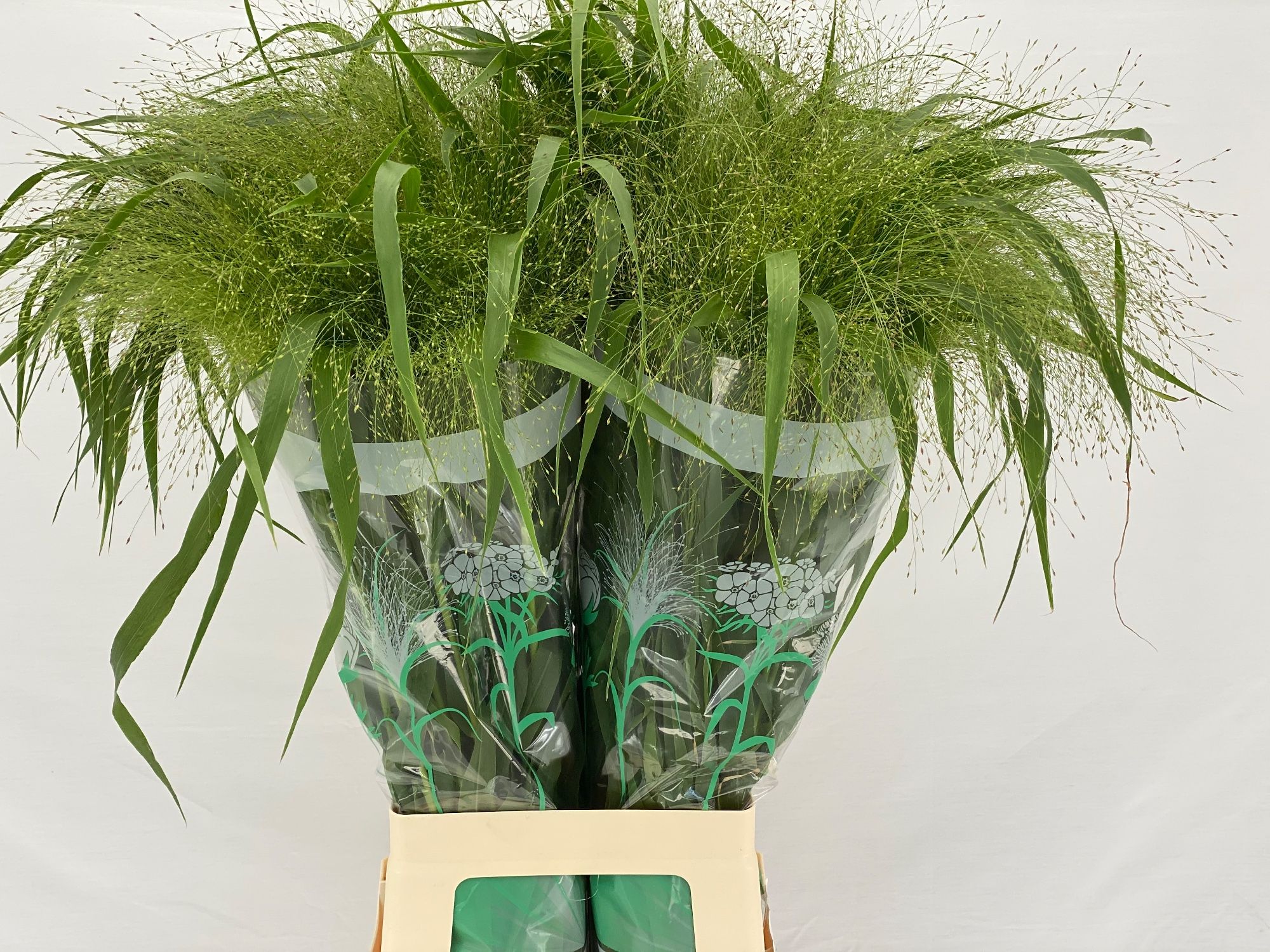 Panicum Fountain 70cm