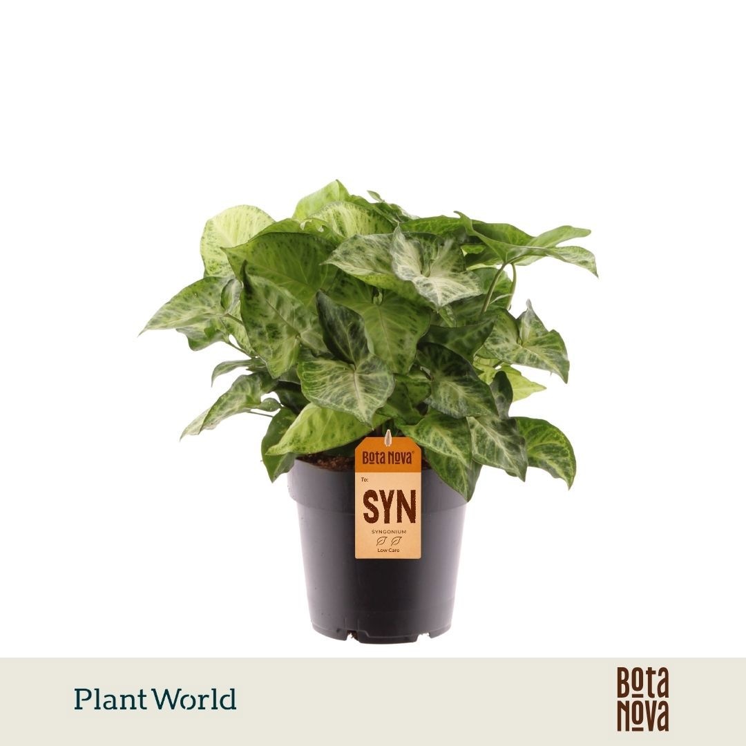 Syngonium 'Arrow'