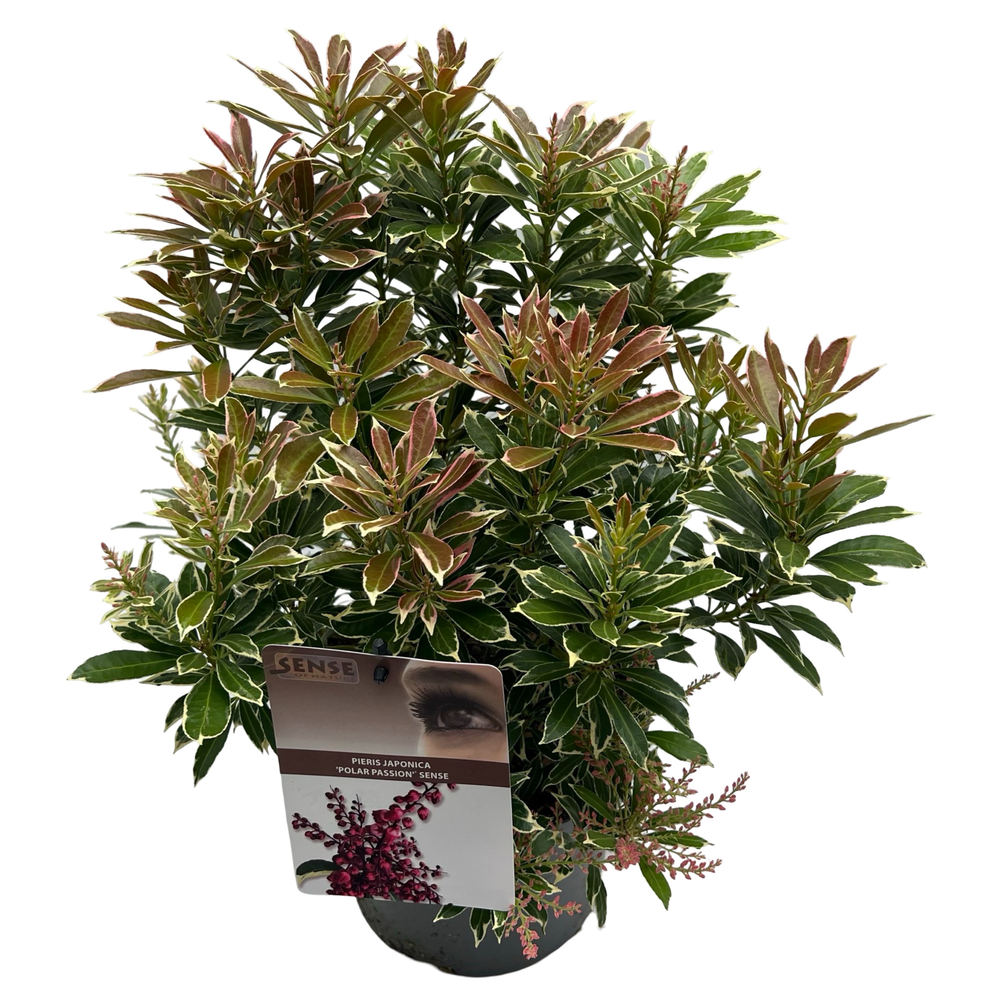 Picture of Pieris Polar Passion P19 (3 Ltr) (LOOSE)