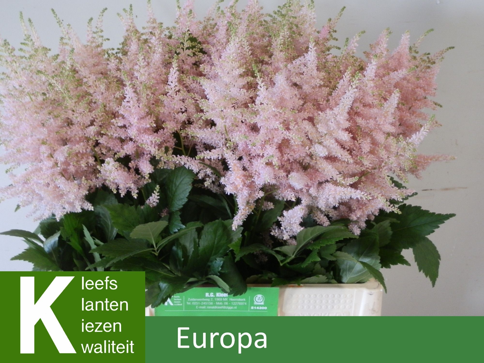 Astilbe Europa 60cm