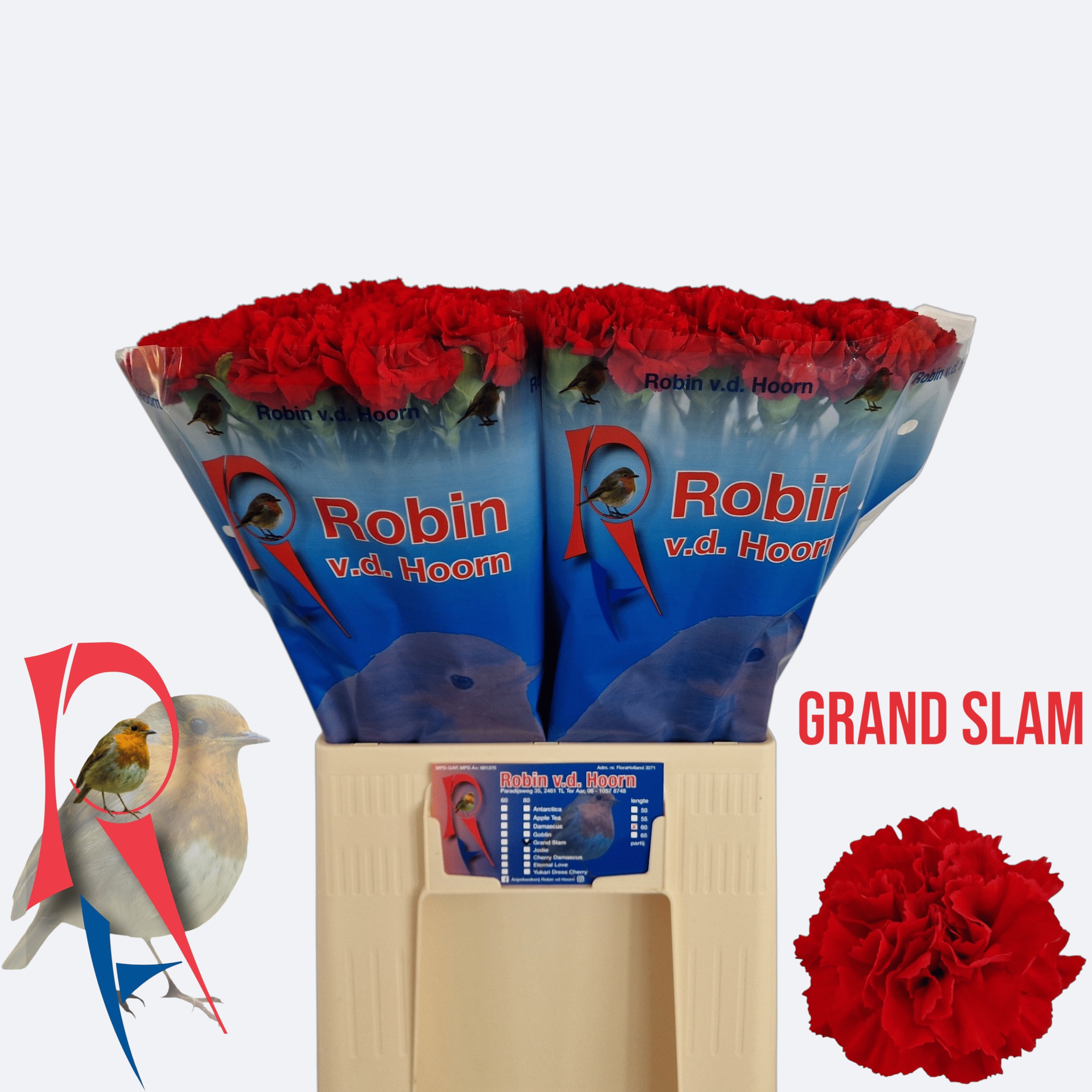 Dianthus St Grand Slam 60cm