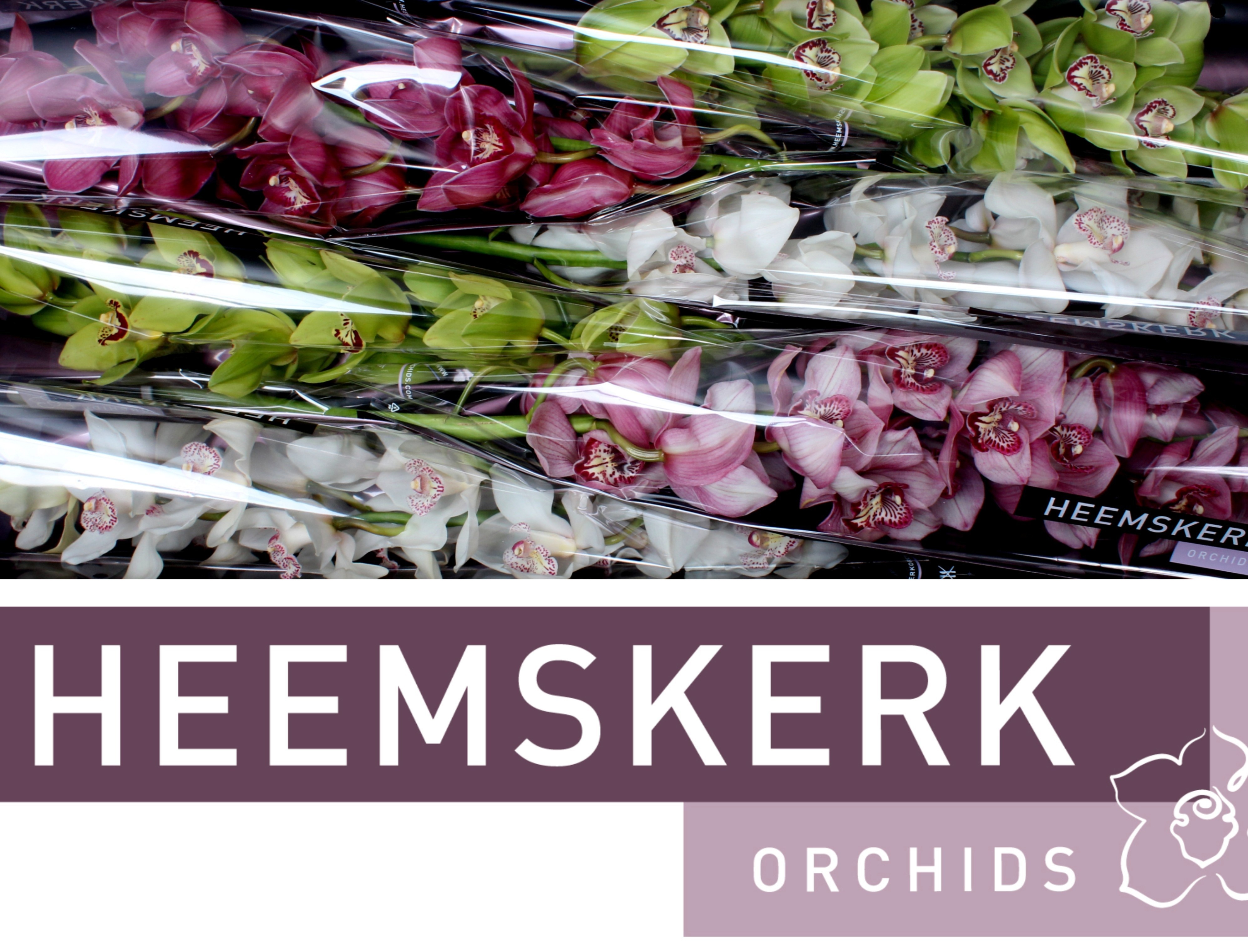 Cymbidium Asst 13bl