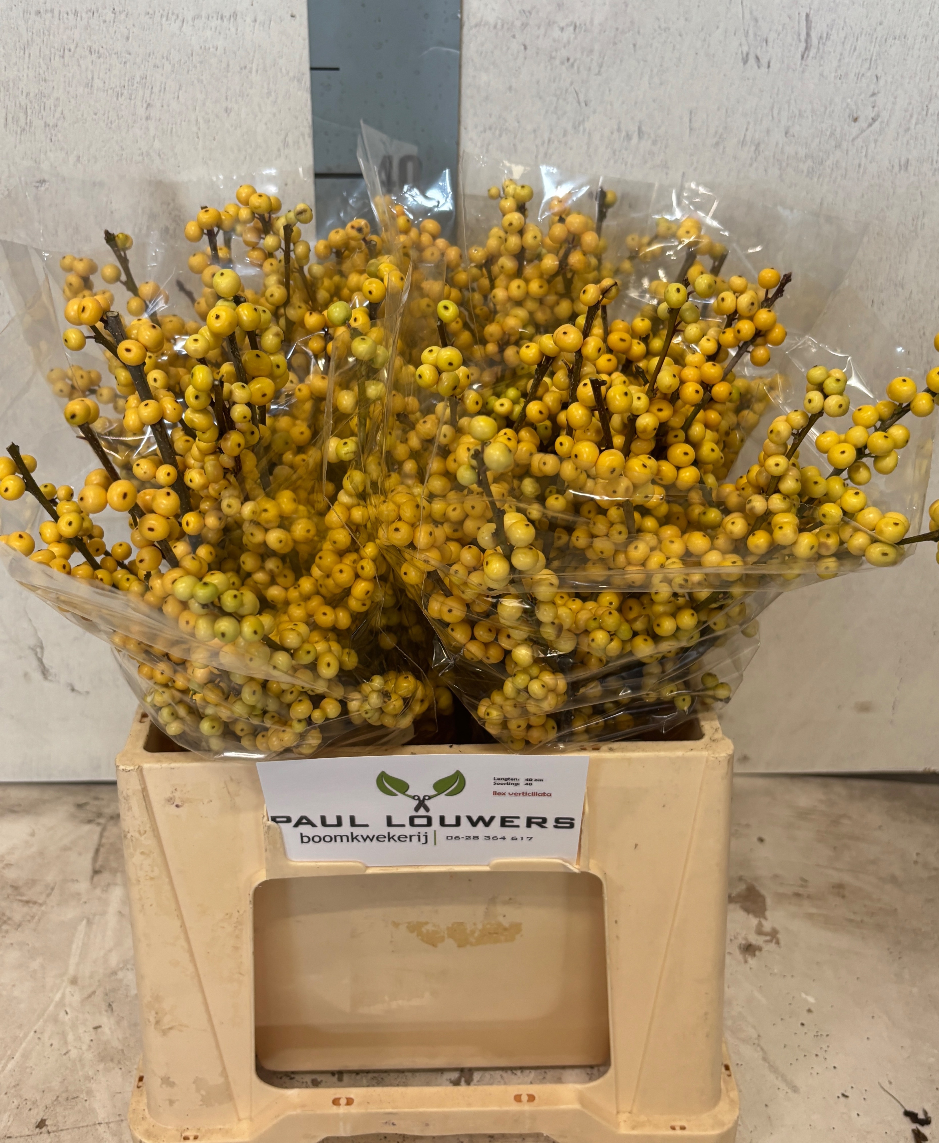Ilex Citronella 40cm