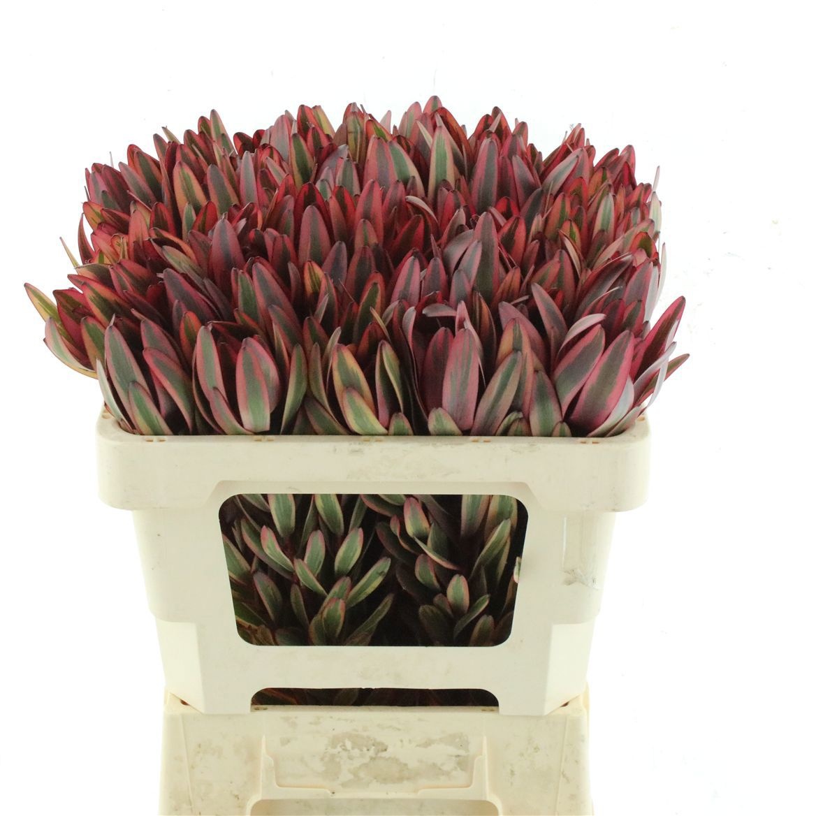 Leucadendron Jester 50cm