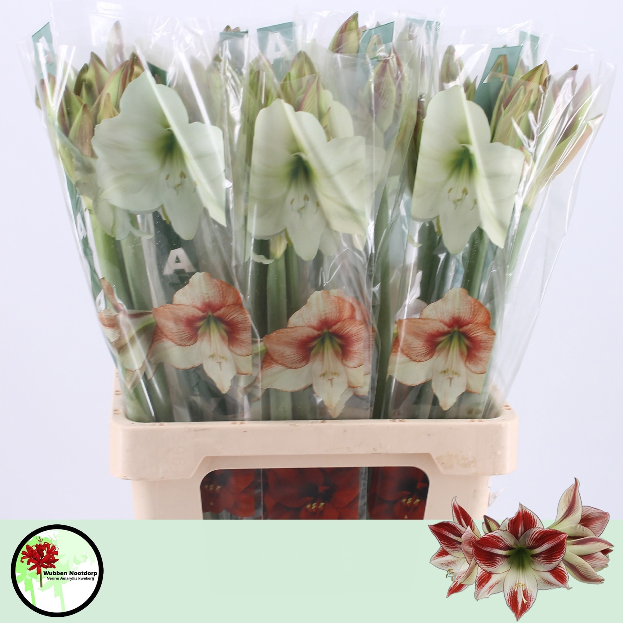 Hippeastrum Ambiance 2/4bl