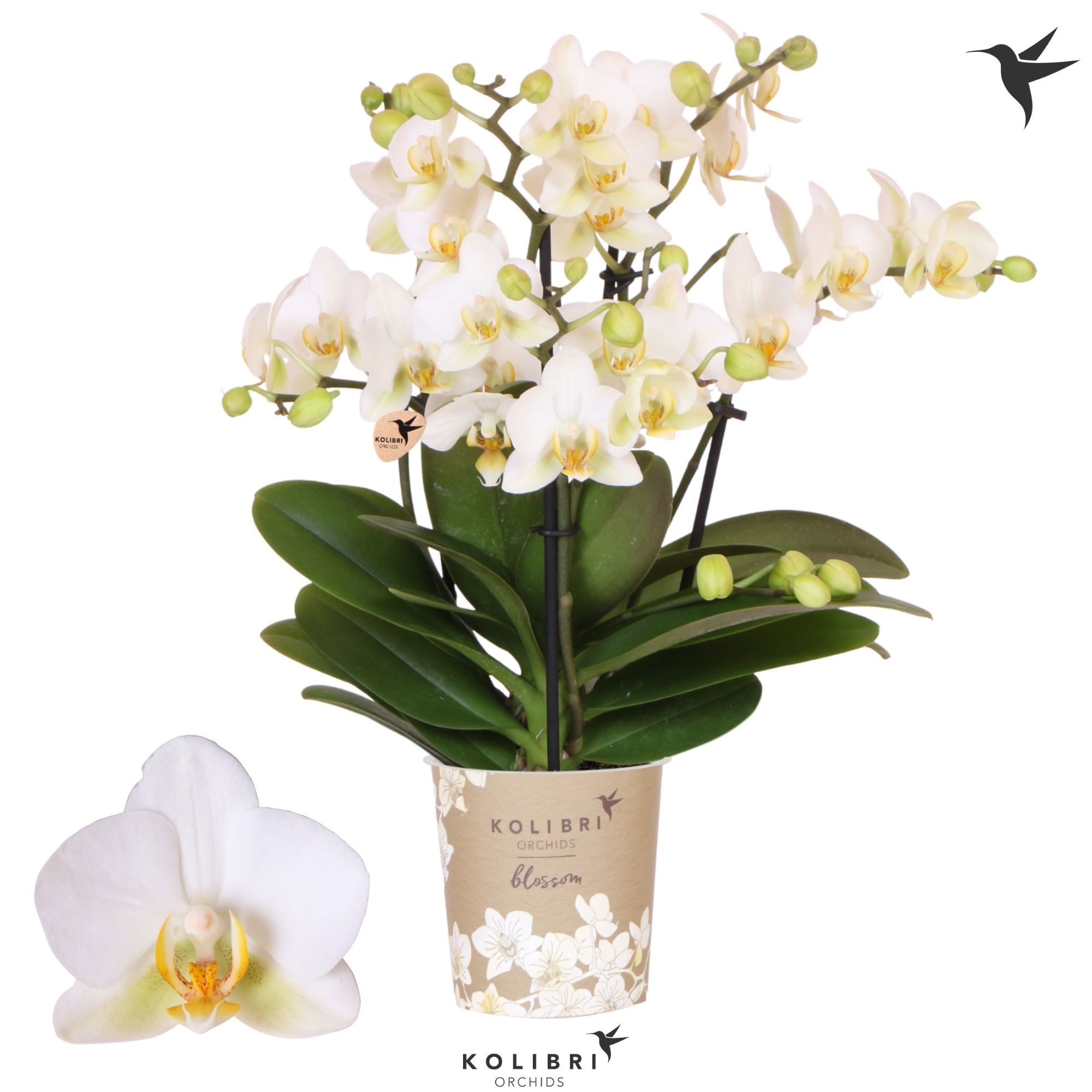 Phalaenopsis Kolibri Orchids Phalaenopsis Blossom Lausanne 4spike