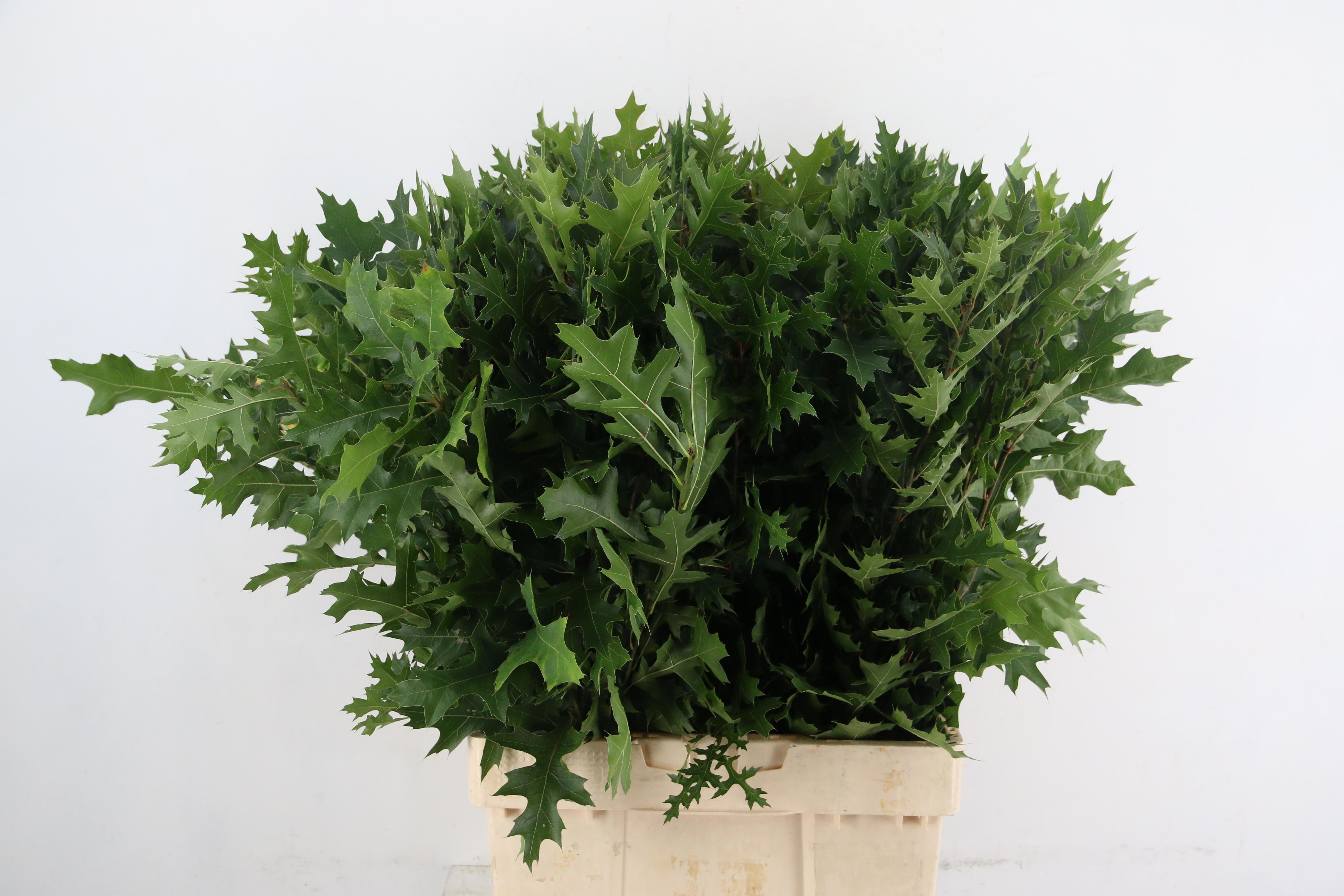 Querc Palustris 80L.cm